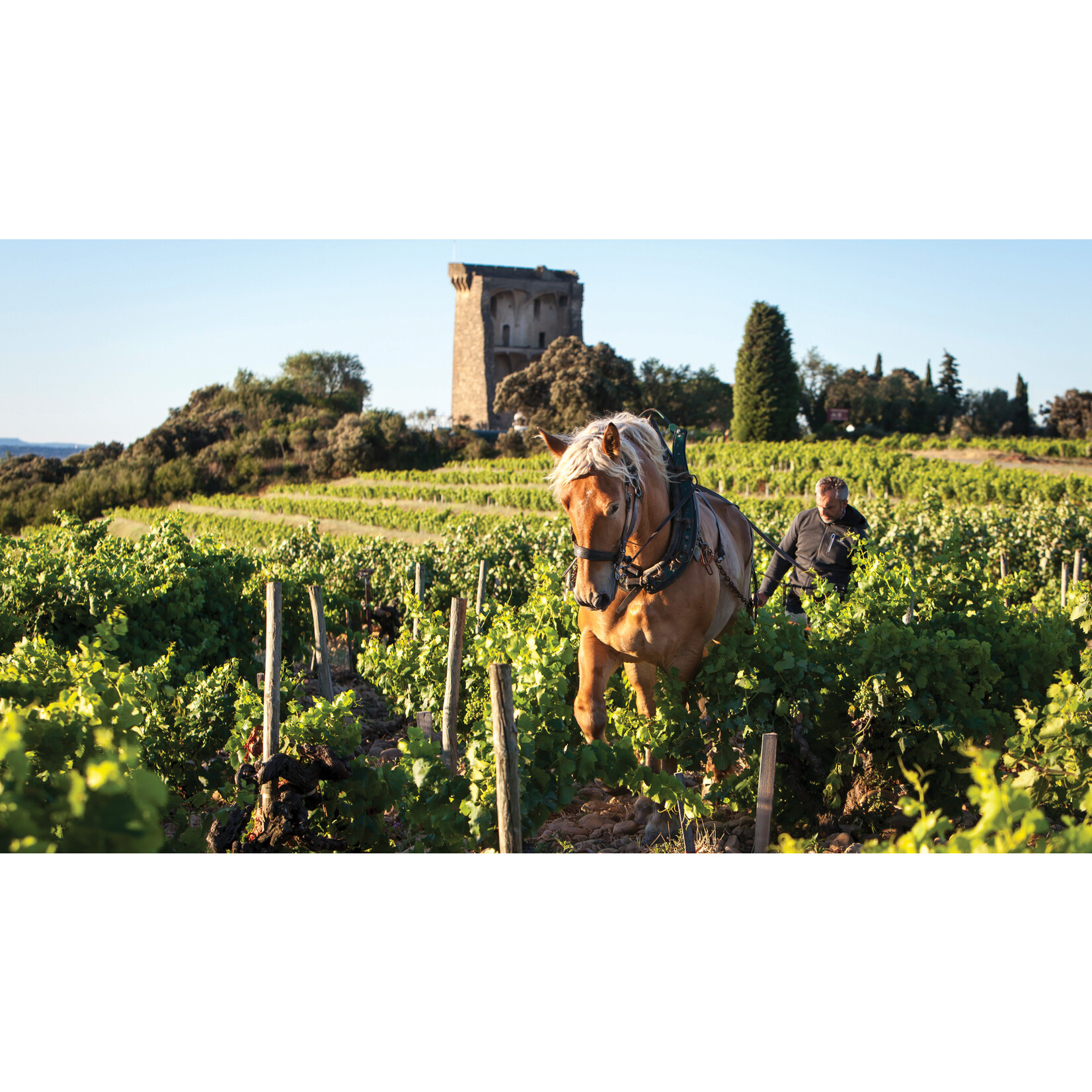 Domaine de Beaurenard Domaine de Beaurenard Chateauneuf-du-Pape Le Boisrenard 2022