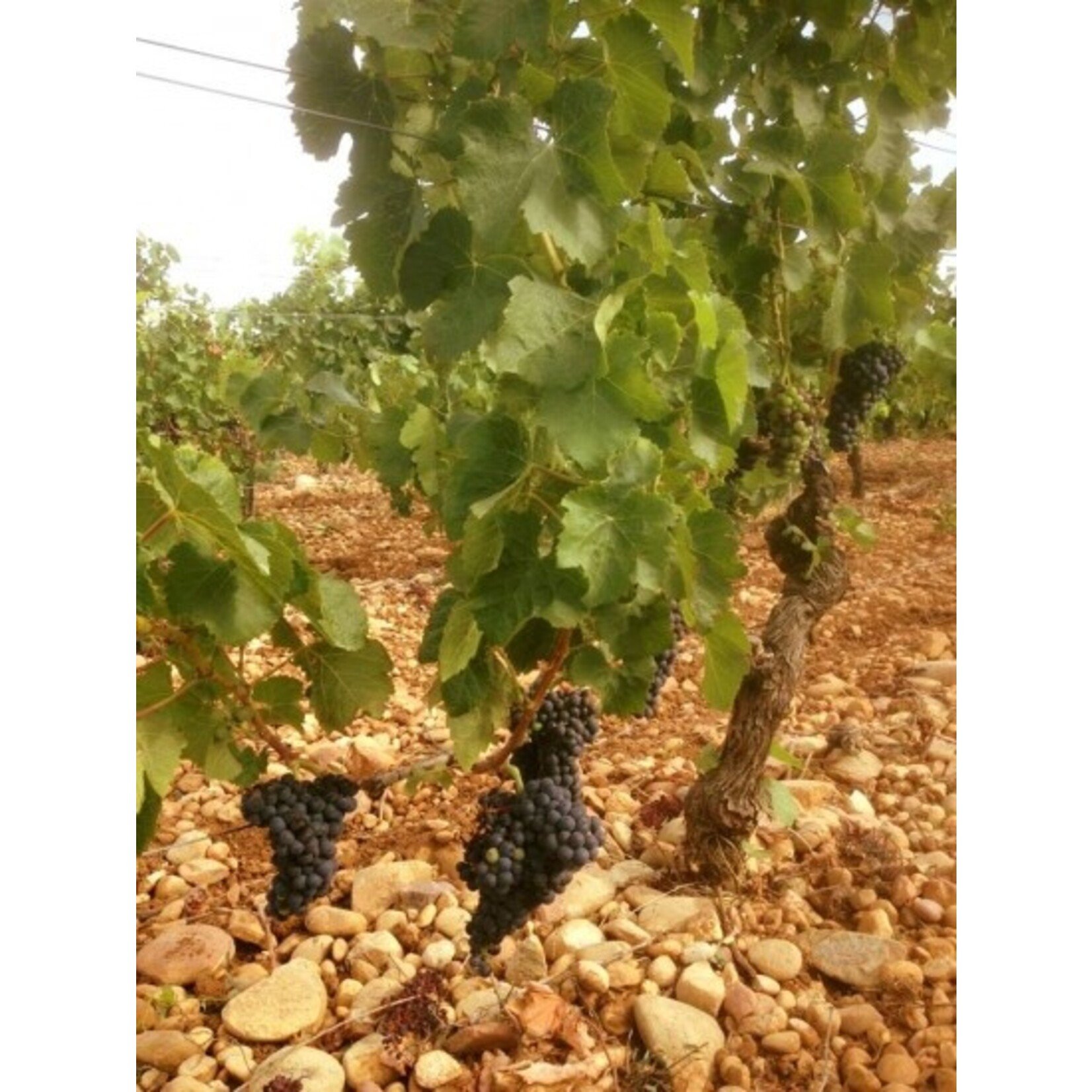 Alain Jaume Alain Jaume Domaine Grand Veneur Les Champauvins Cotes du Rhone Rouge 2022