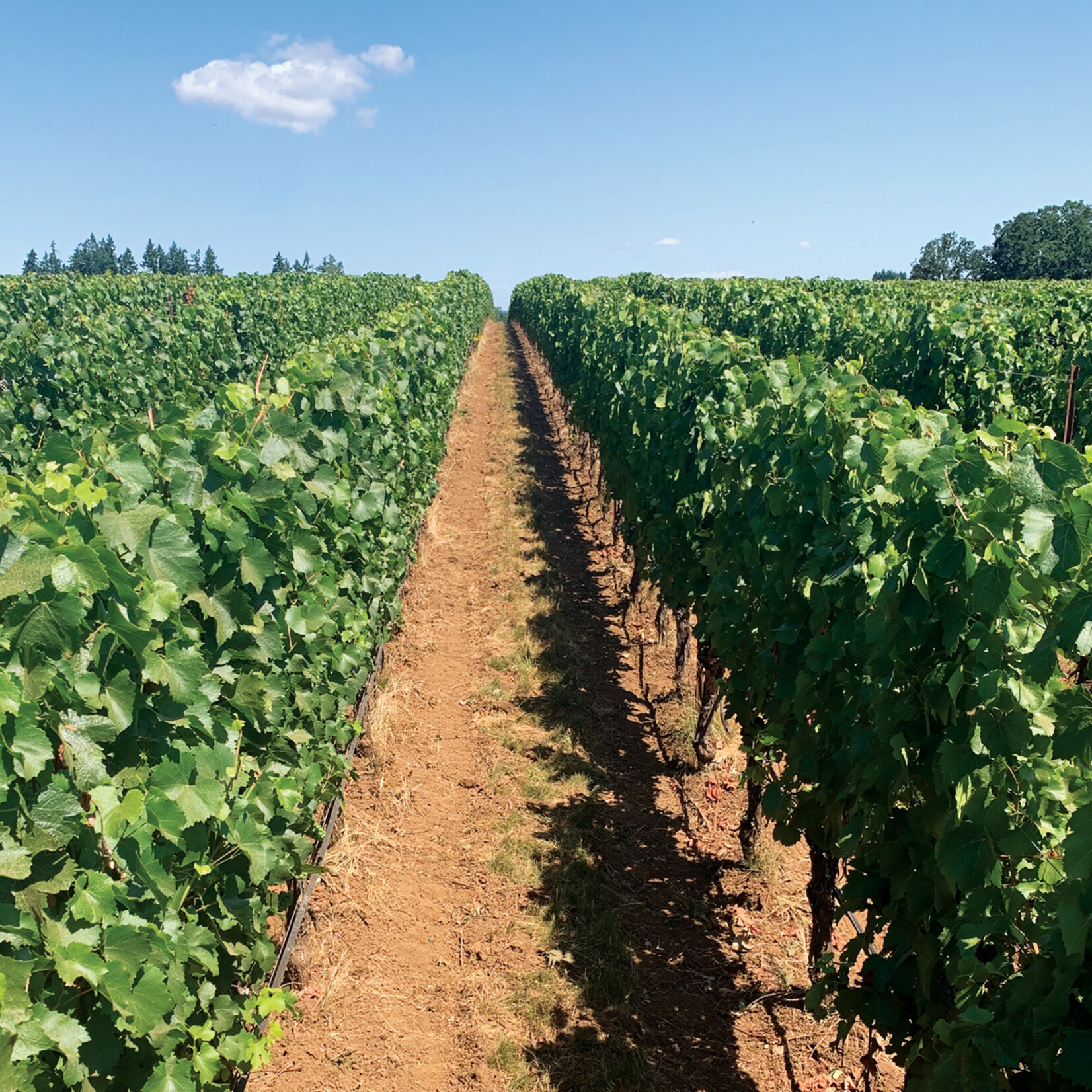 Composition Composition Willamette Valley Pinot Noir 2023