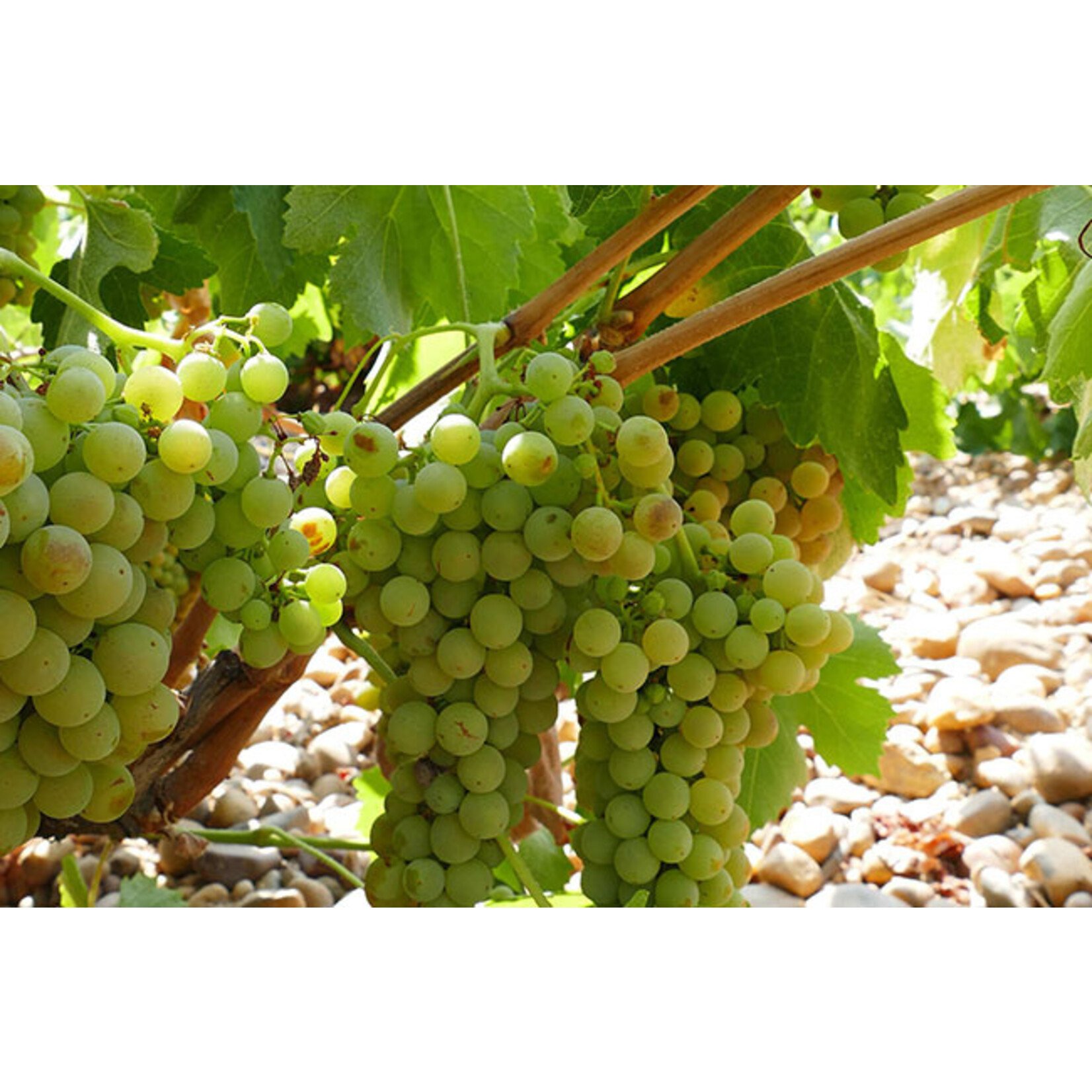 Jorge Ordoñez Selections Nisia Las Suertes Rueda Verdejo Old Vines 2023