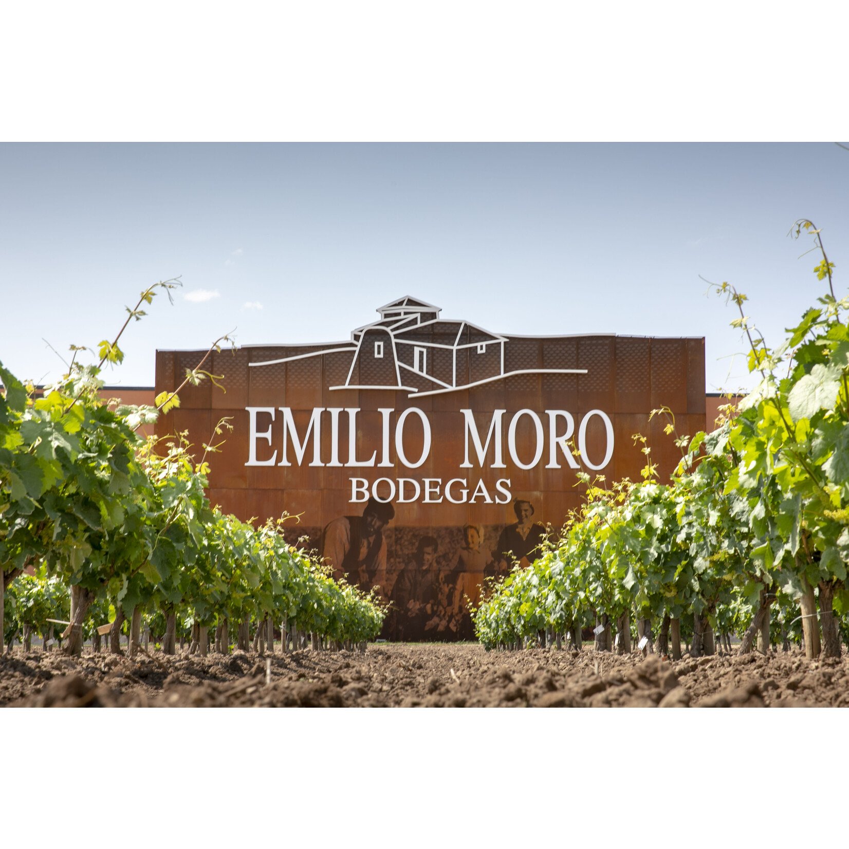 Bodegas Emilio Moro Bodegas Emilio Moro Polvorete Godello 2024  Bierzo, Spain
