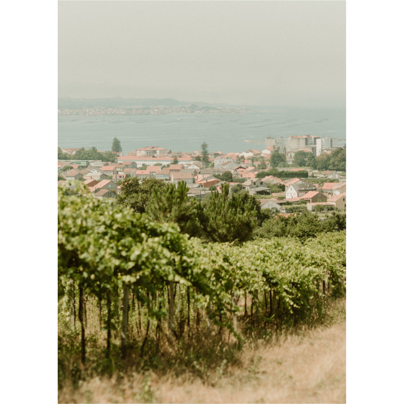 Pazo Cilleiro Pazo Cilleiro Rias Baixas Albarino 2024