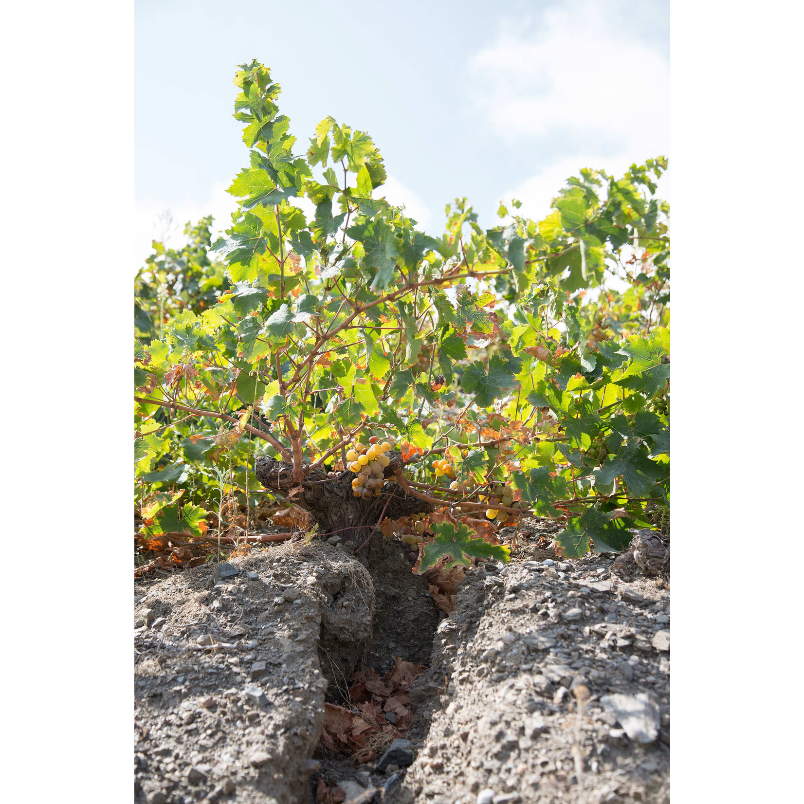 Bodegas Jorge Ordonez Malaga Moscatel #2 Victoria 2024