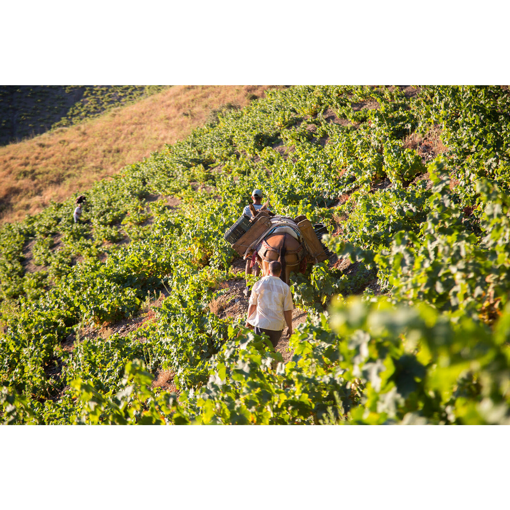 Bodegas Jorge Ordonez Malaga Moscatel #2 Victoria 2024