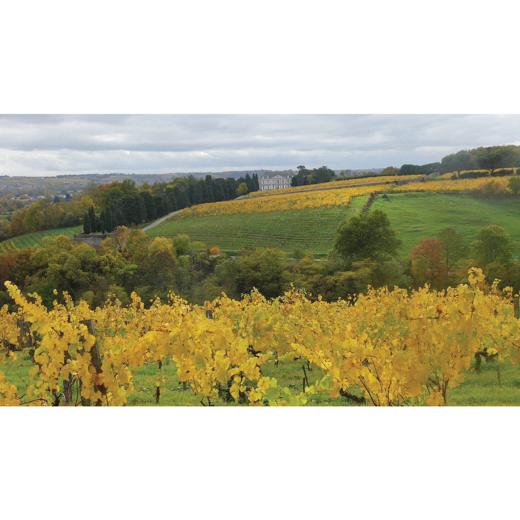 Famille Joly Famille Joly Les Vieux Clos Savennieres 2023