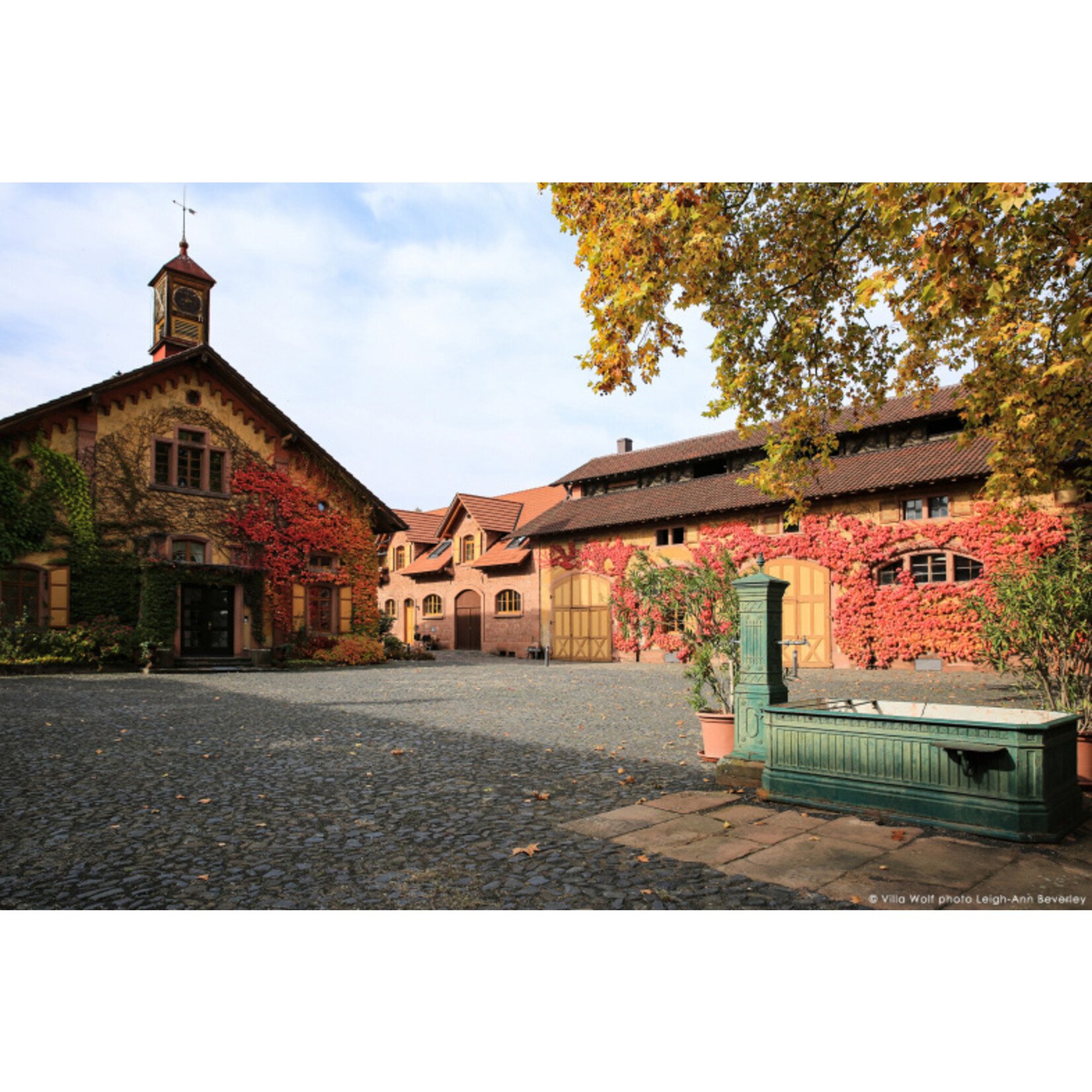 Villa Wolf Villa Wolf Pinot Gris 2024