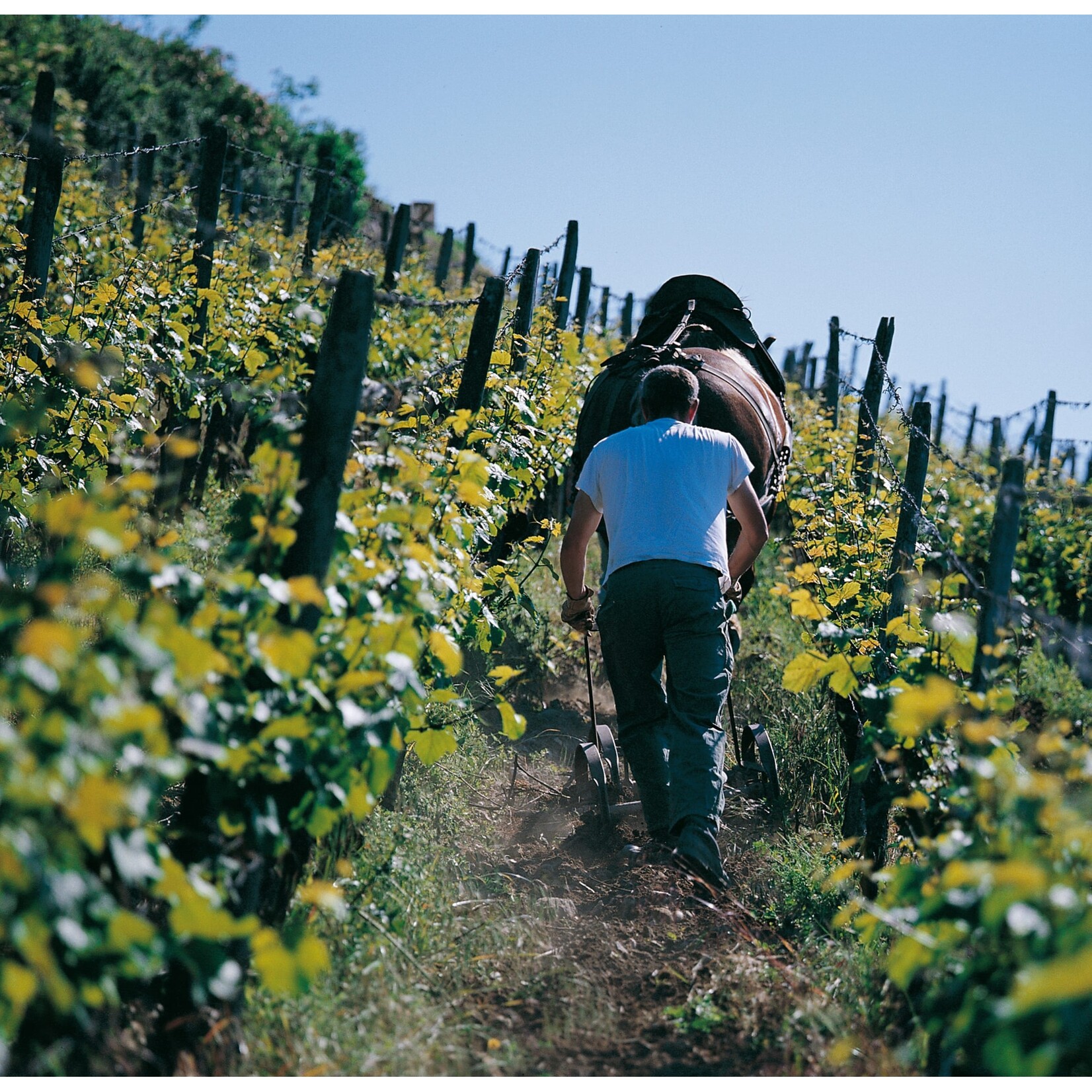 Domaines Schlumberger Domaine Schlumberger Gewurztraminer Les Princes Abbes 2020