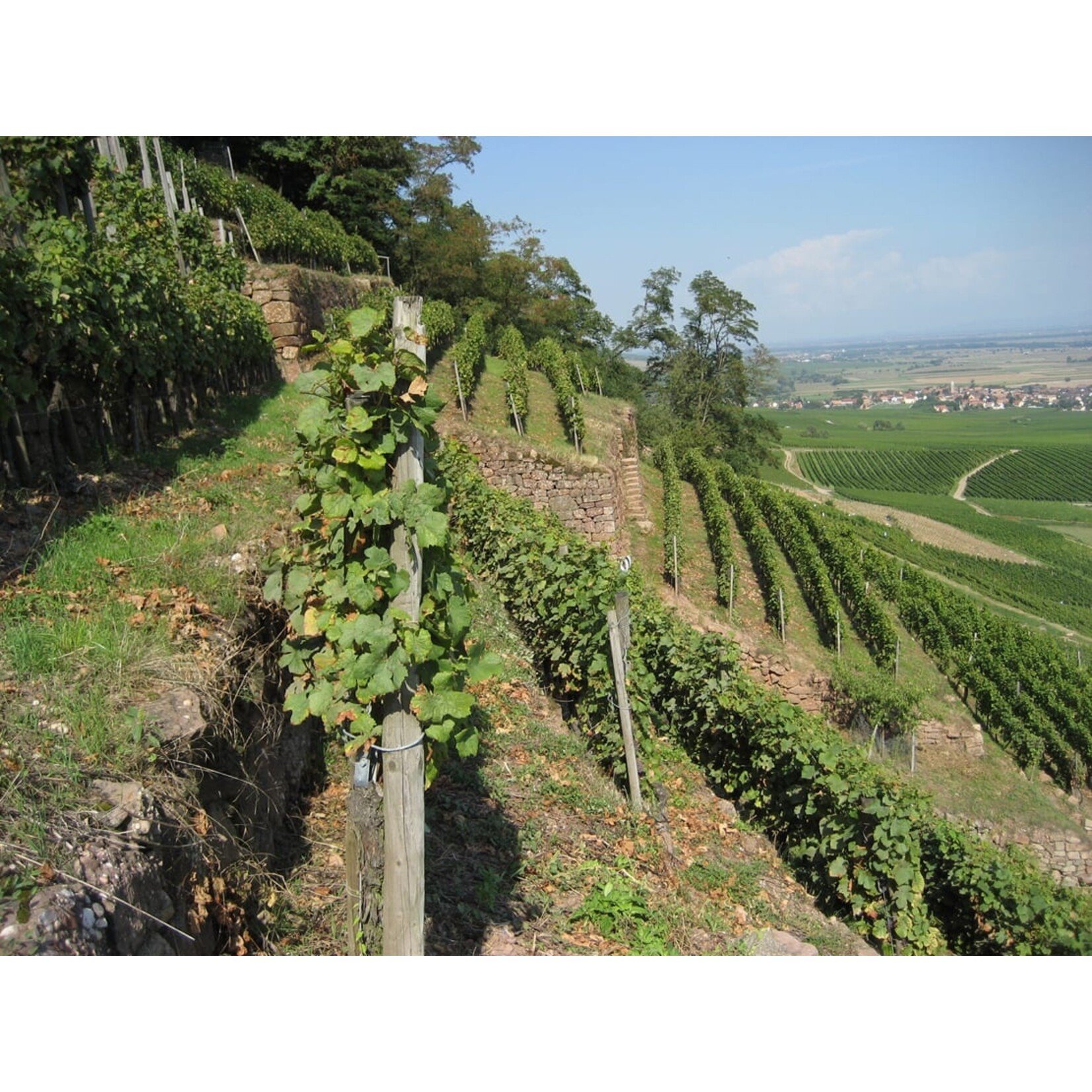 Domaines Schlumberger Domaine Schlumberger Gewurztraminer Les Princes Abbes 2020