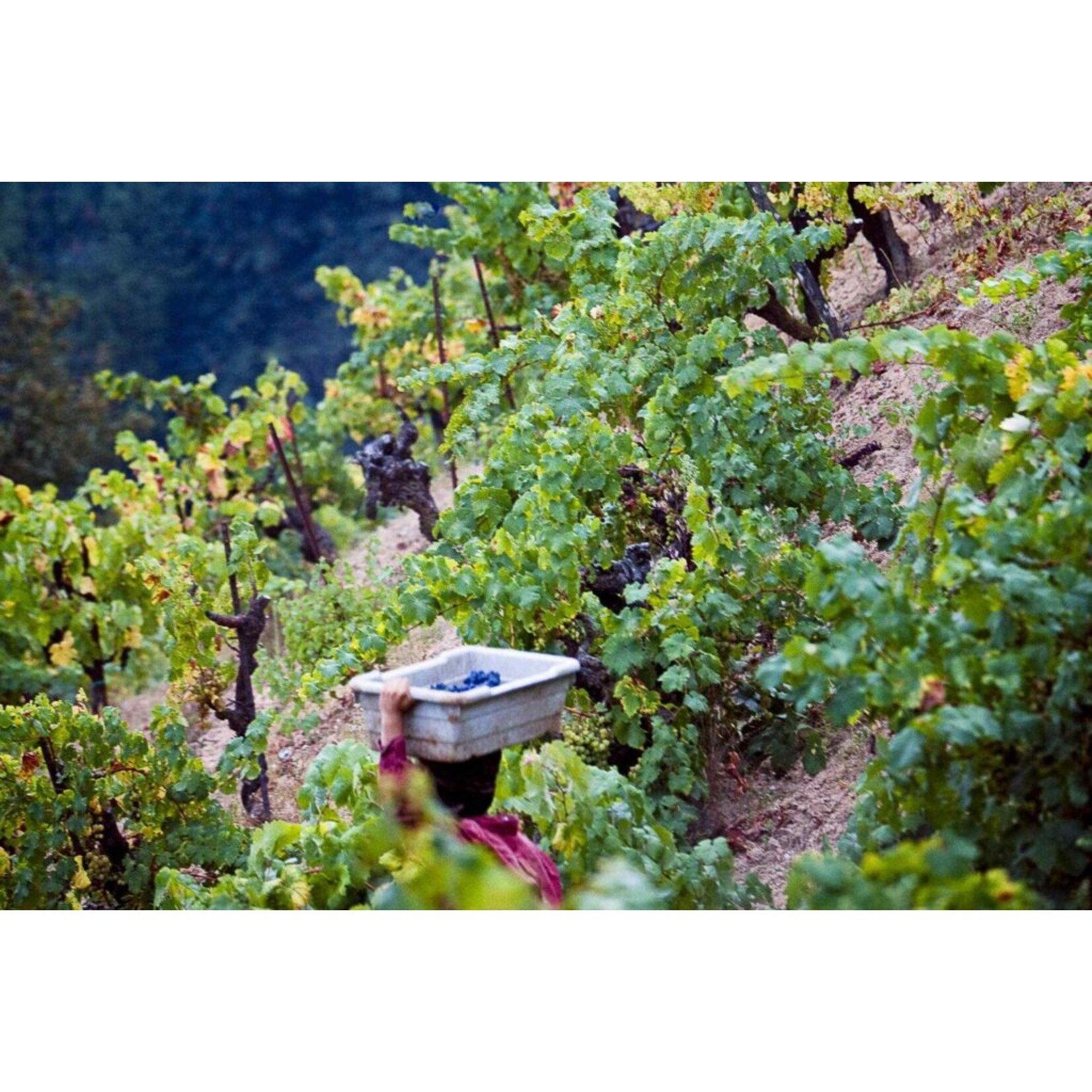 Martinelli Martinelli Zinfandel "Giuseppe & Luisa" 2023