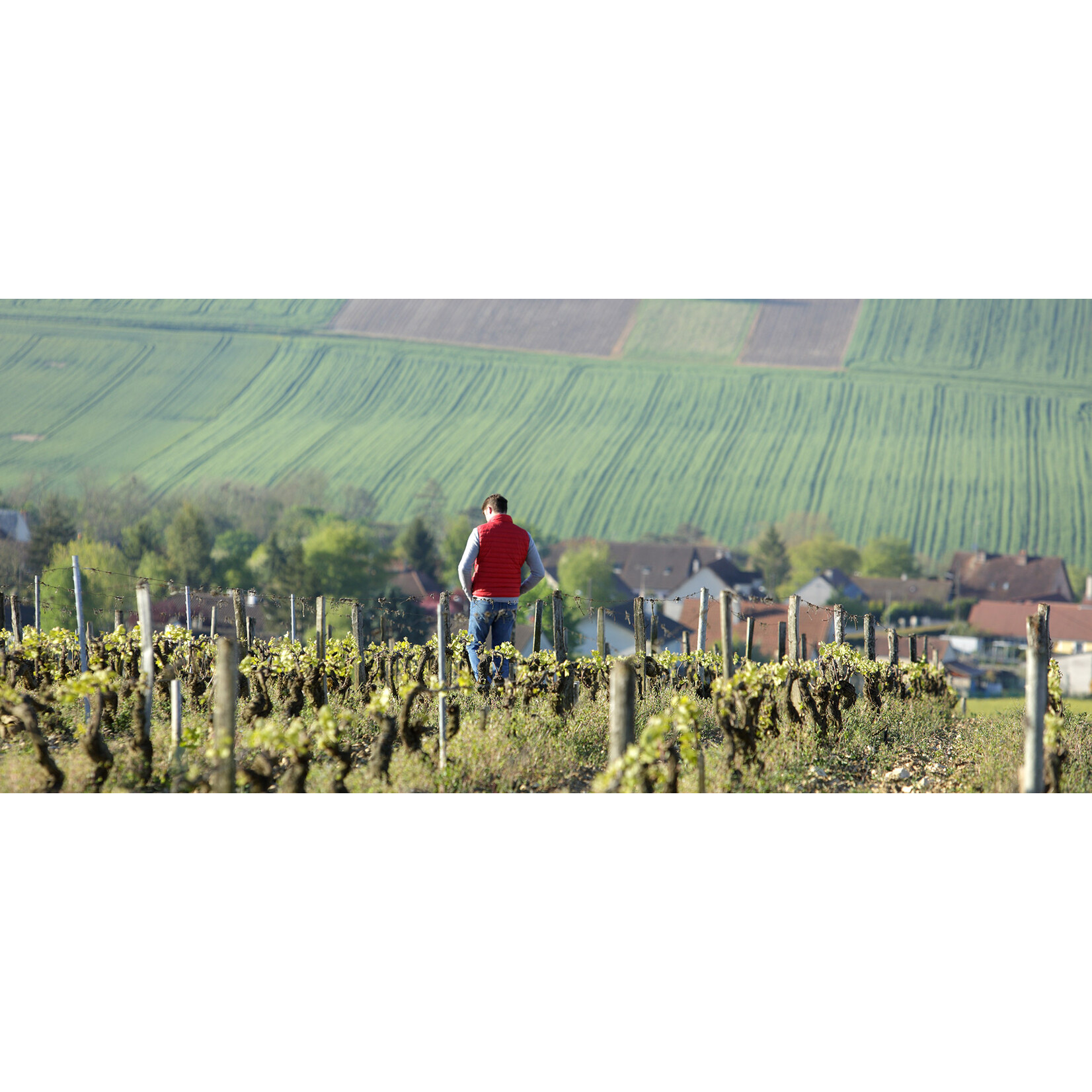 Goisot Domaine Goisot Saint-Bris Exogyra Virgula 2023