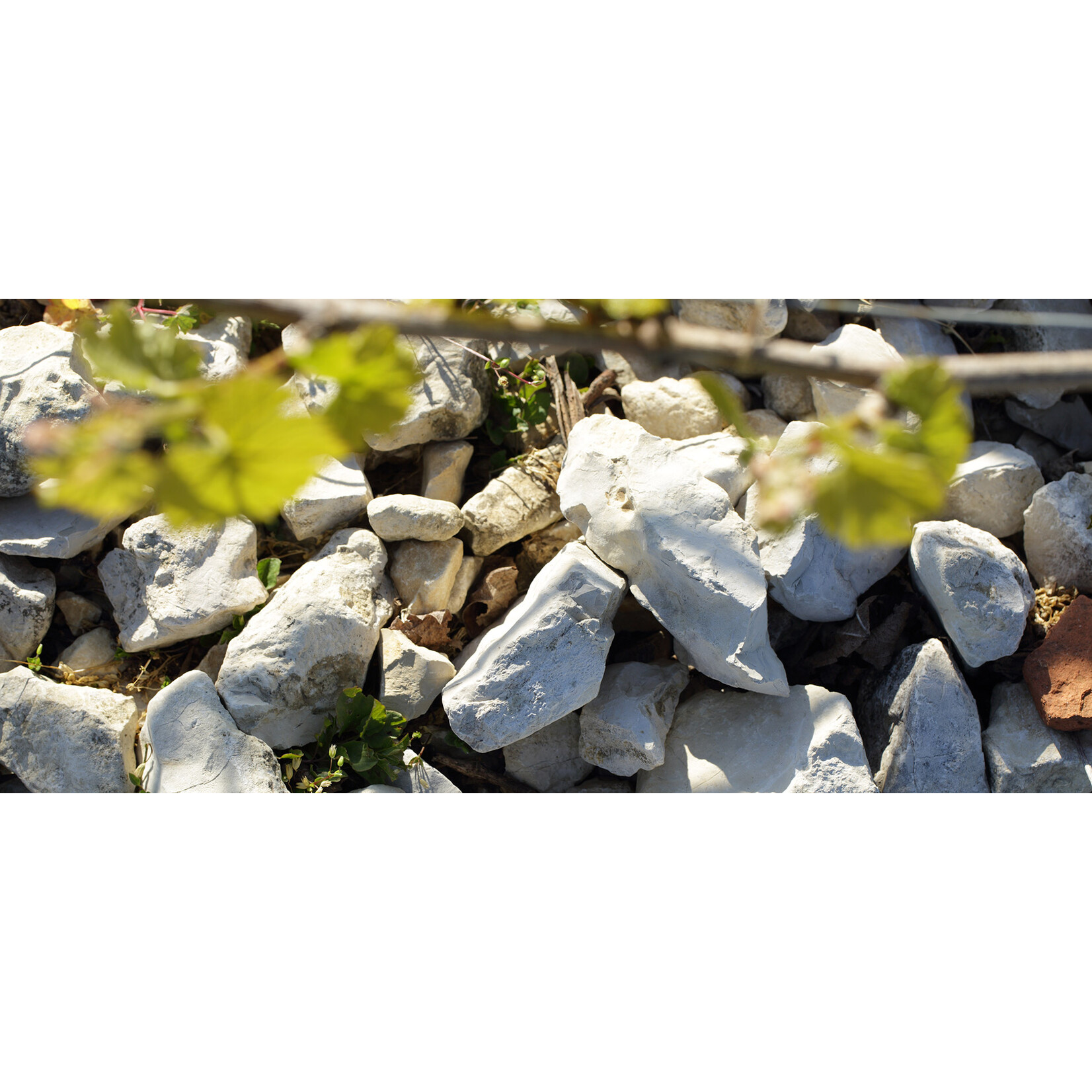 Goisot Domaine Goisot Saint-Bris Exogyra Virgula 2023