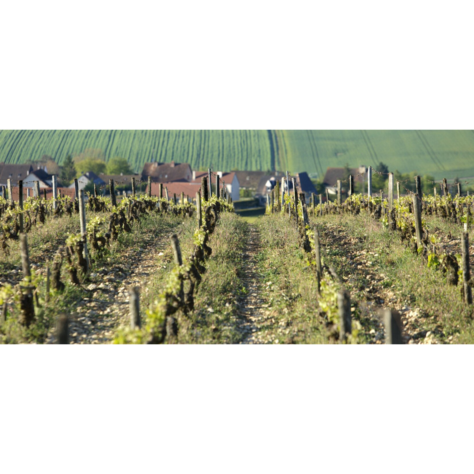 Goisot Domaine Goisot Saint-Bris Exogyra Virgula 2023