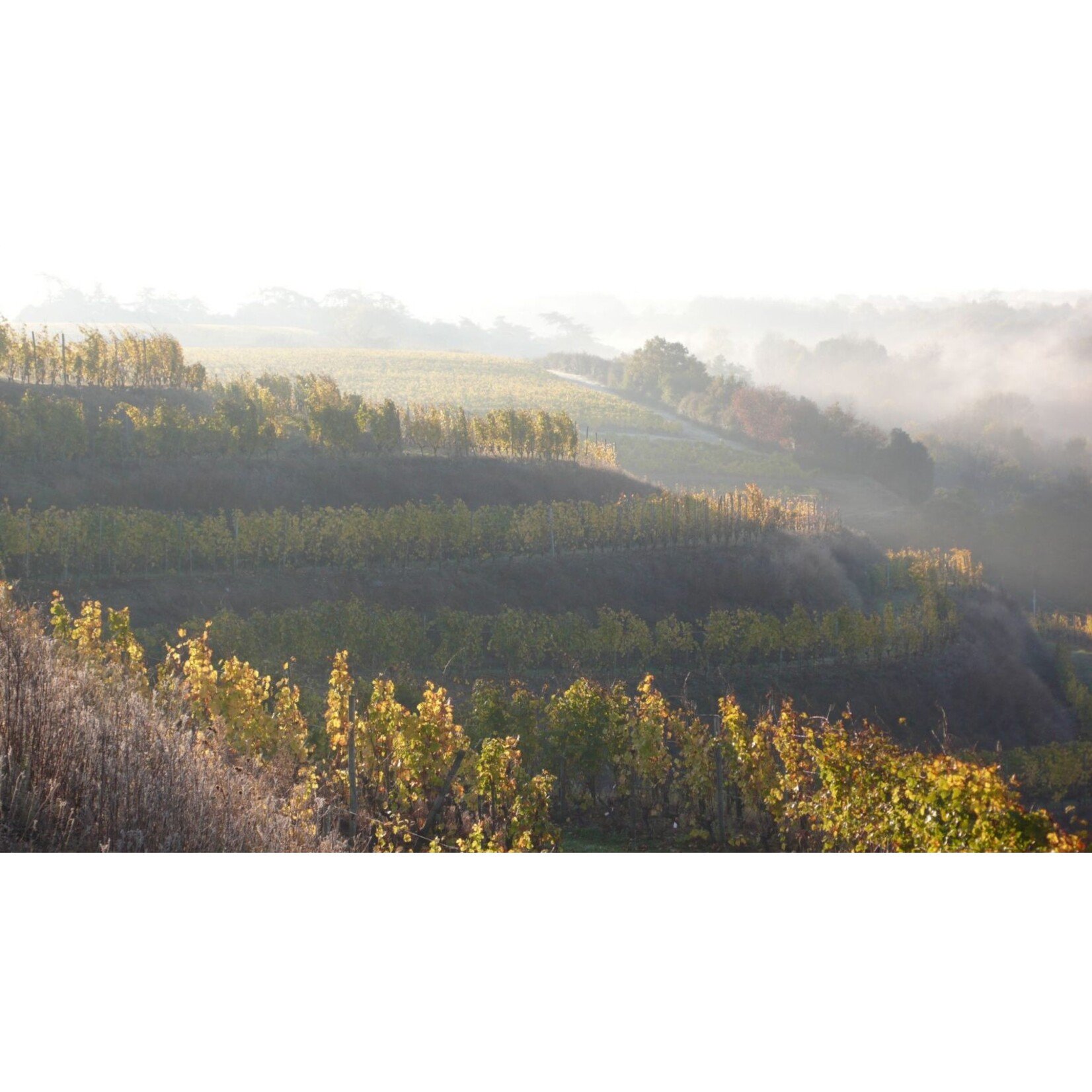 Domaine des Baumard Domaine des Baumard Quarts de Chaume 2018 500mL