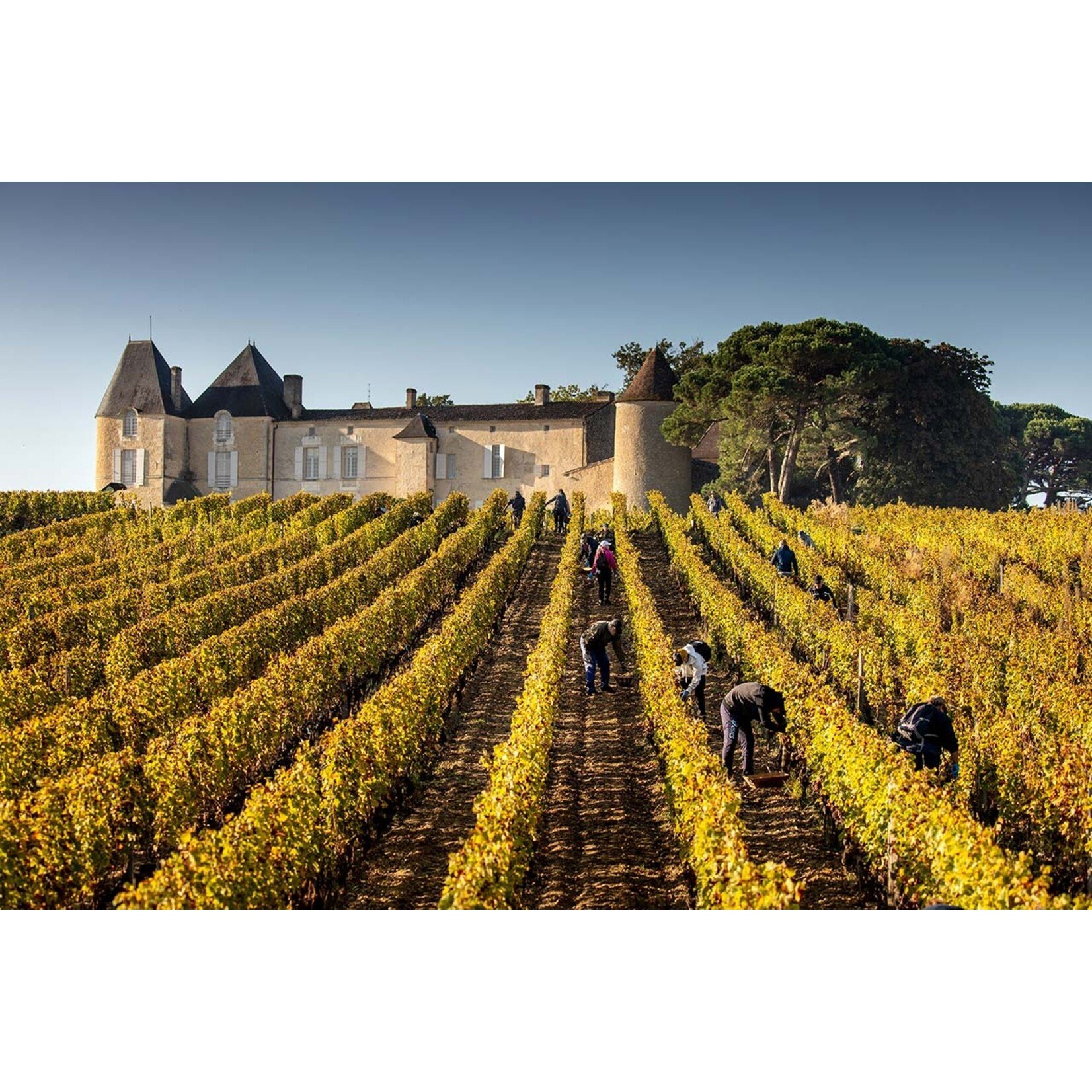 Wine Trust Chateau d'Yquem Sauternes 2019 375mL