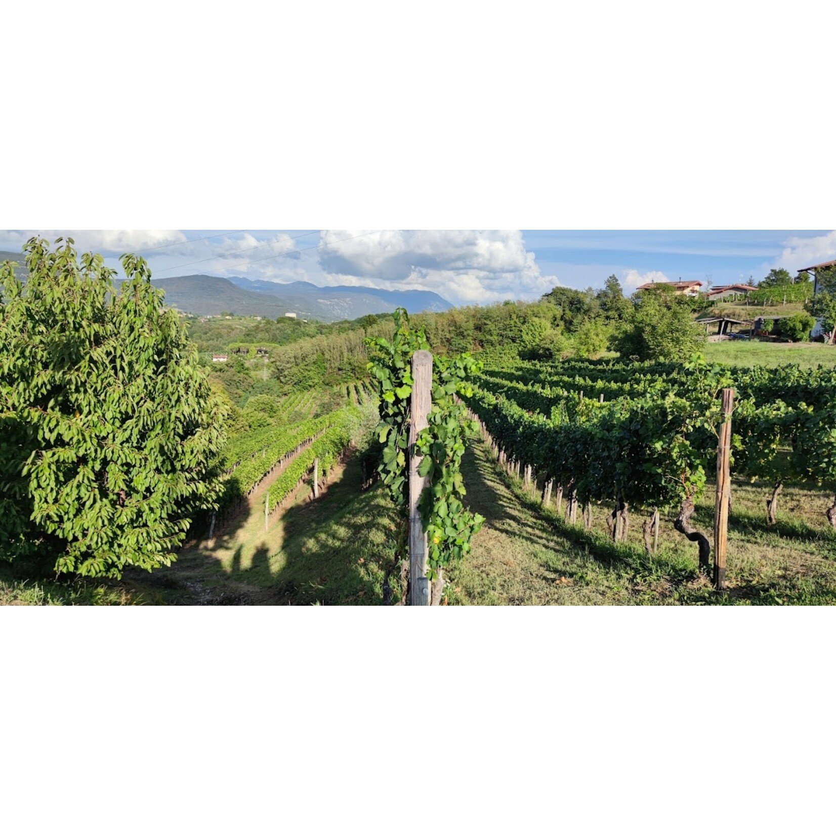 Tercic Winemaker Visit - Friday, May 8, 2026