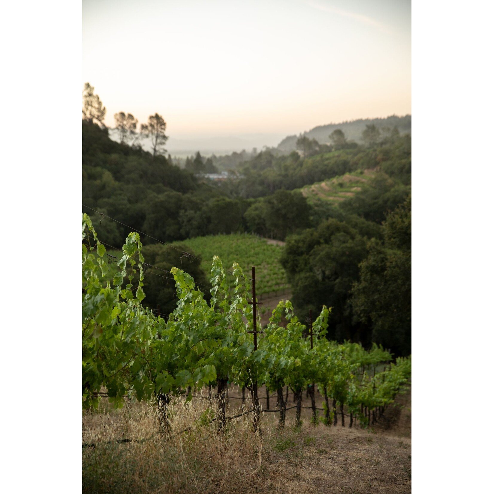 Marietta Cellars Marietta Cellars Nadi Dry Riesling Wirz Vineyard 2021