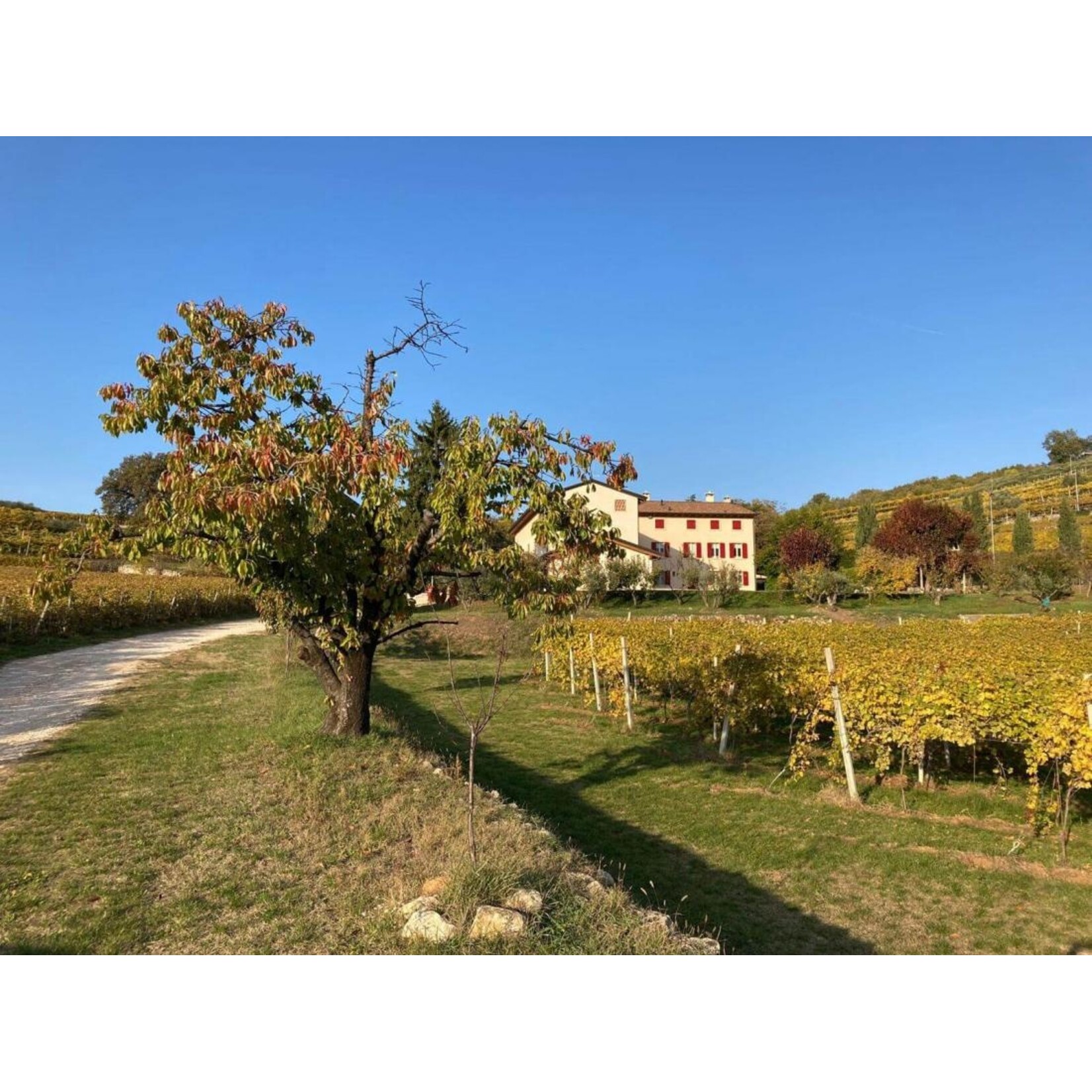 Rubinelli Vajol Rubinelli Vajol Amarone della Valpolicella 2017