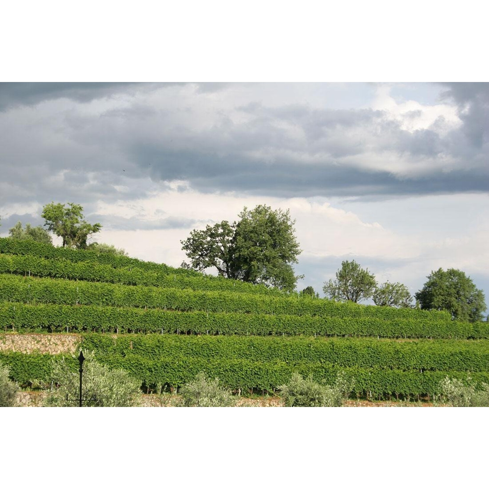 Rubinelli Vajol Rubinelli Vajol Amarone della Valpolicella 2017