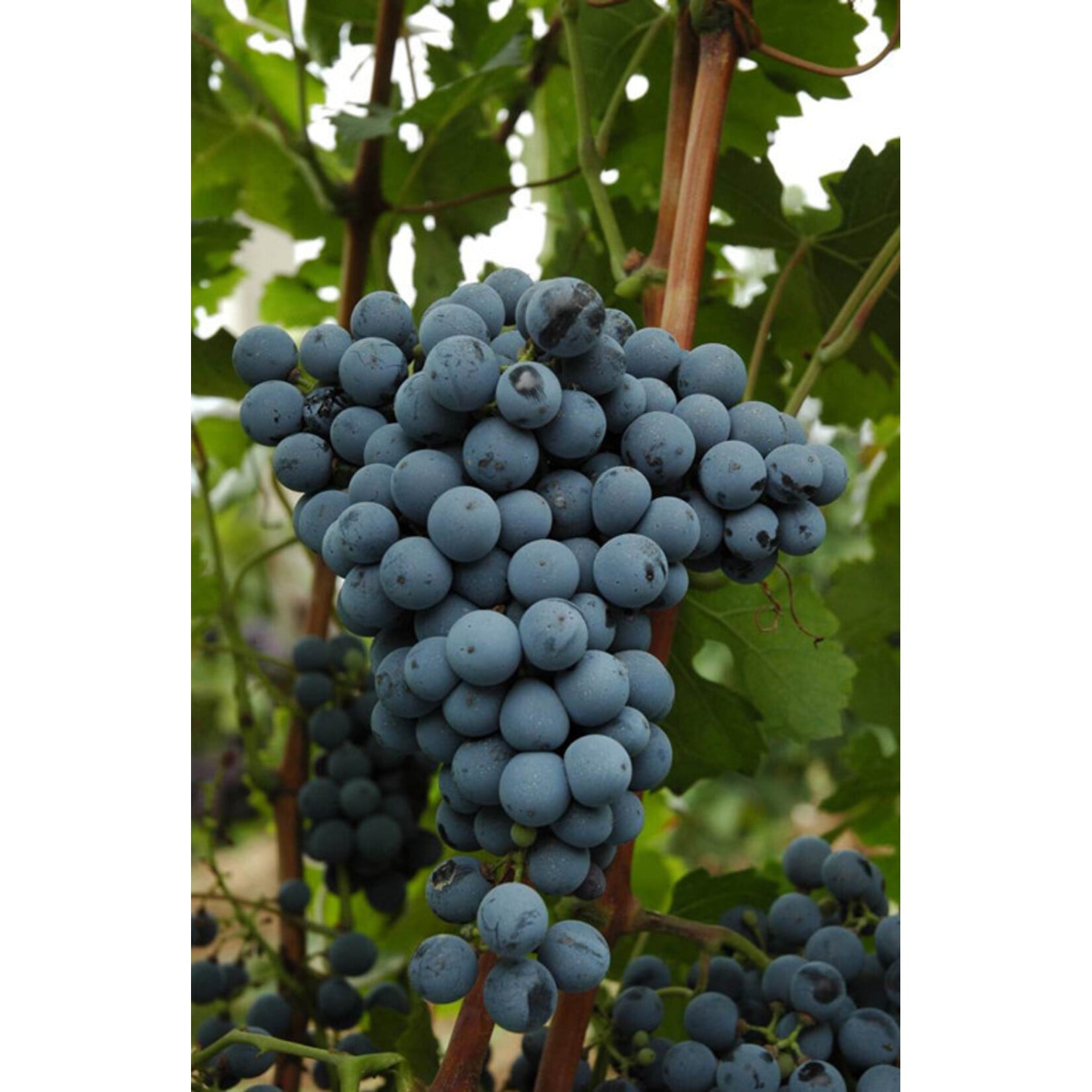 Gros & Tollot Gros & Tollot Cotes du Brian Rouge 'Les Combettes' 2024