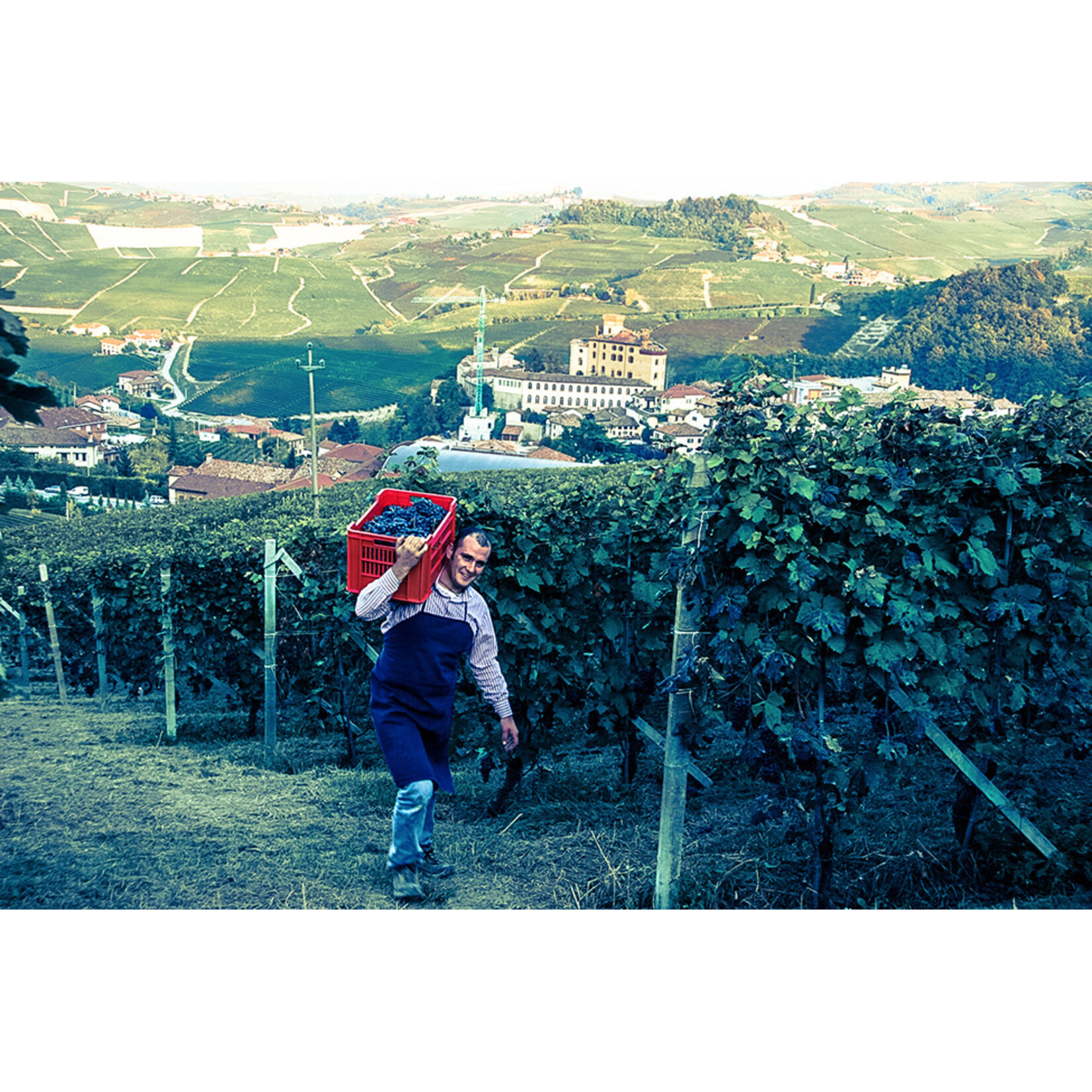 Scarzello Scarzello Langhe Nebbiolo 2023