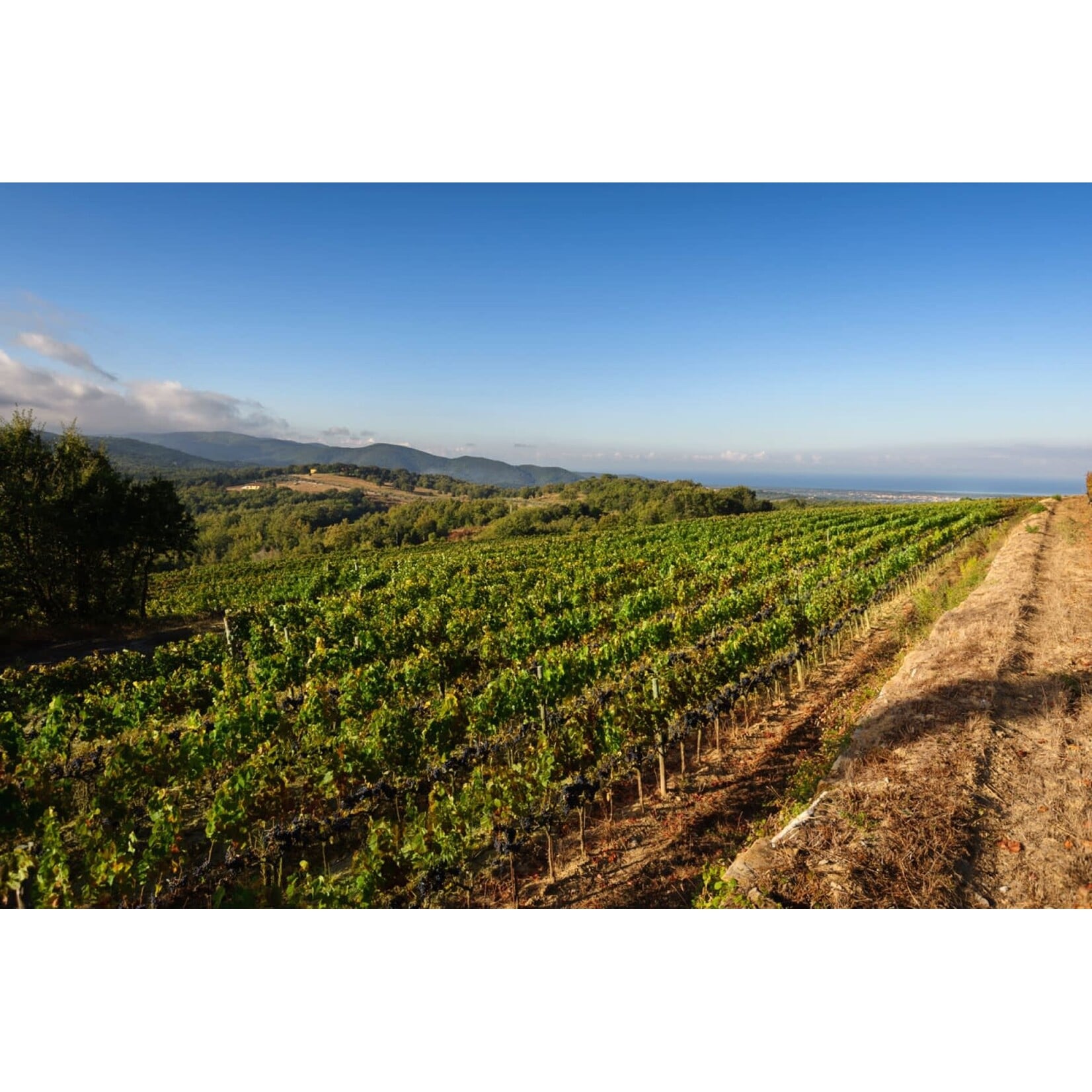 Tenuta Sette Cieli Tenuta Sette Cieli Toscana Yantra 2024