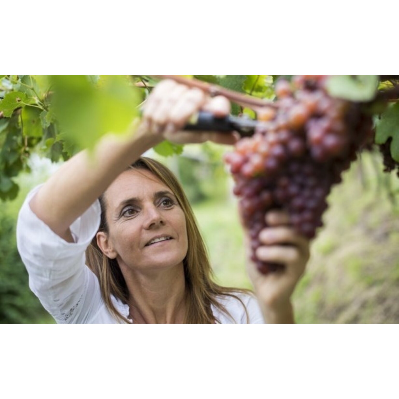 Rottensteiner Winemaker Visit - Friday, October 2, 2026