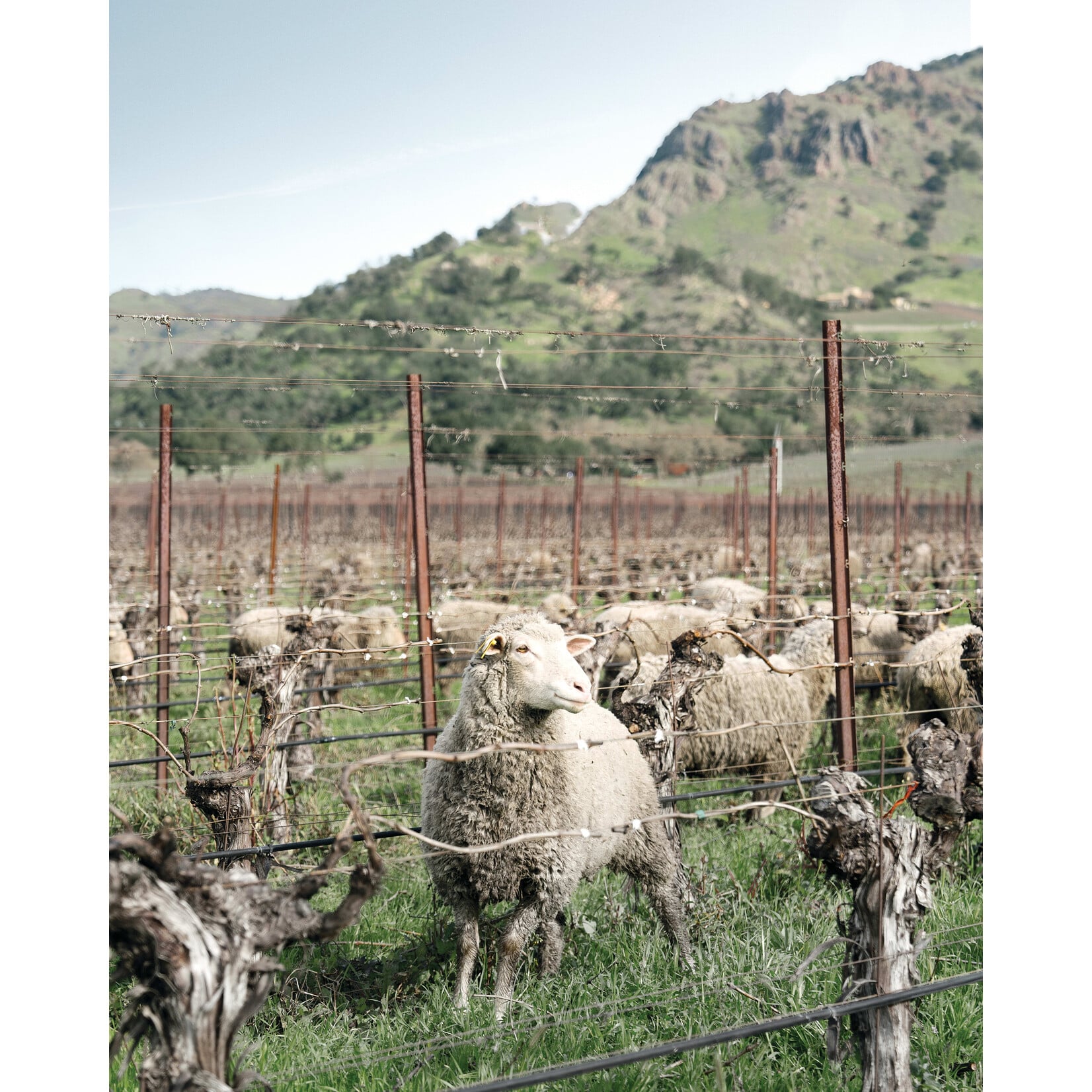 Clos du Val Cabernet Sauvignon 2023