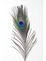 Boca Pet Peacock Feather