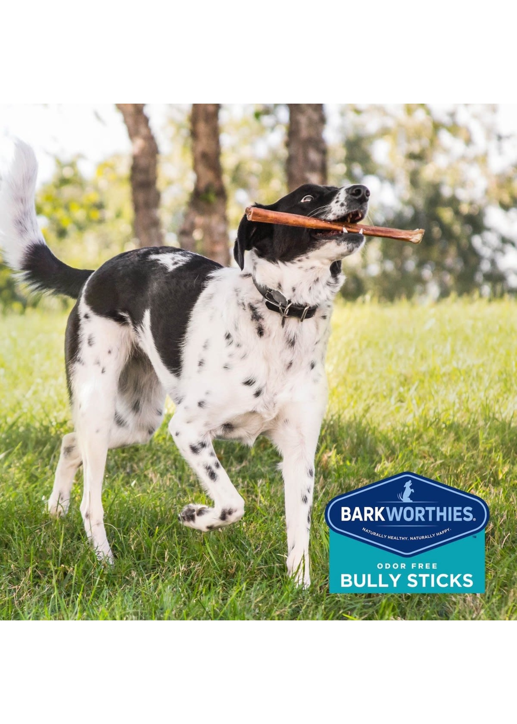 Barkworthies Odor Free Double Cut Bully Stick 6" Dog Chew Treat