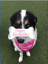 Preppy Puppy Preppy Puppy Christmas Bone Assorted