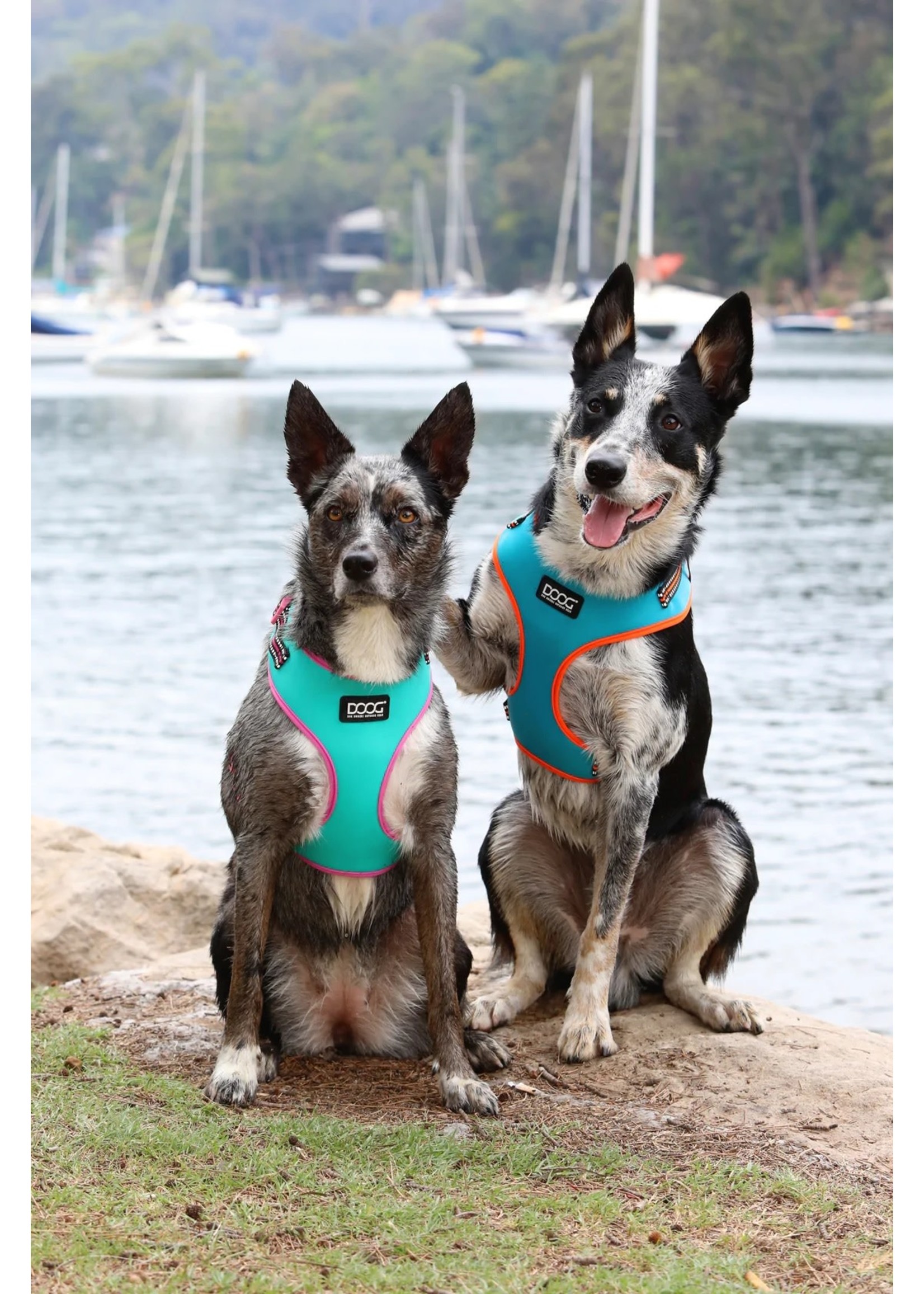Doog hotsell dog harness