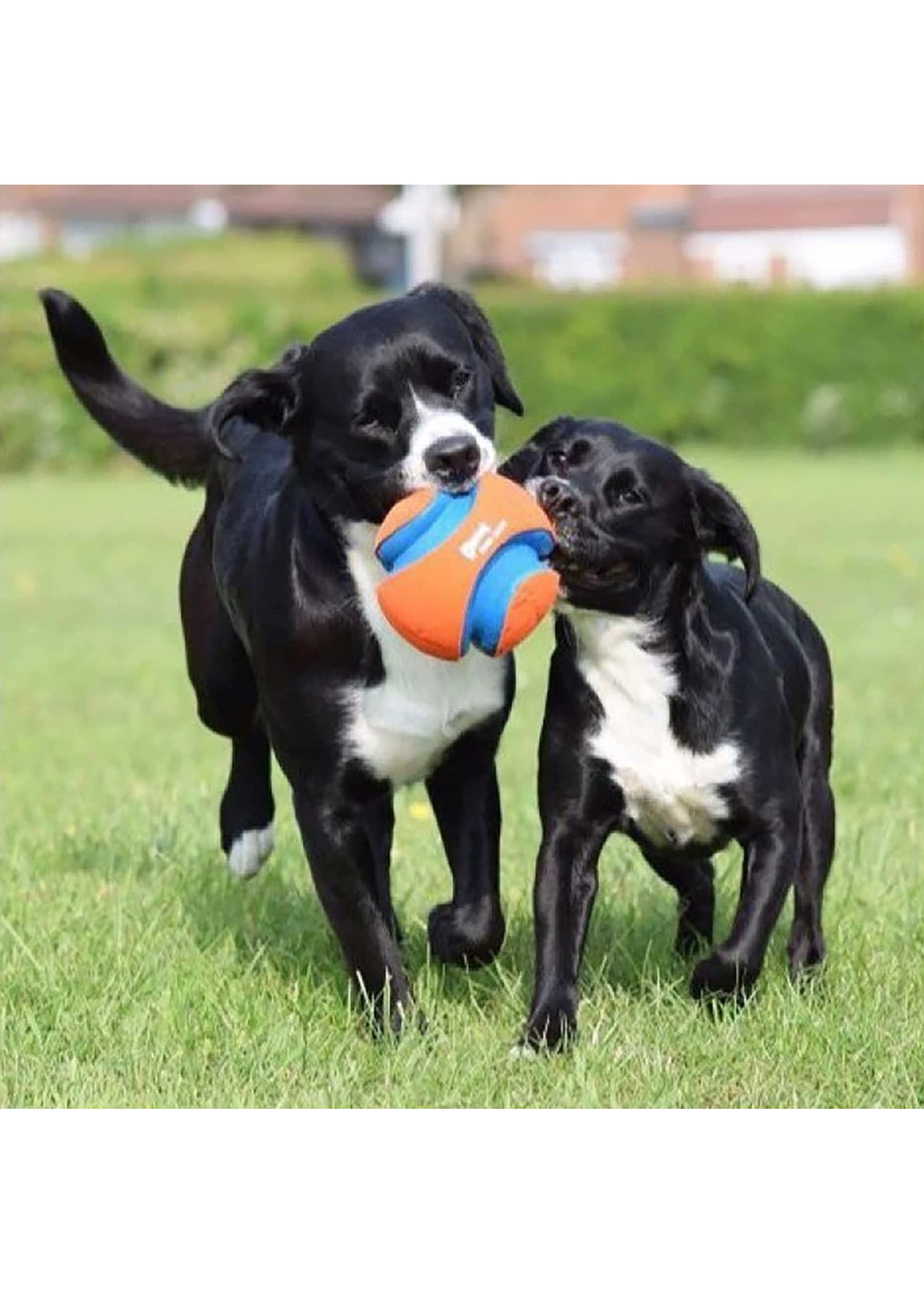 Chuckit kick fetch online