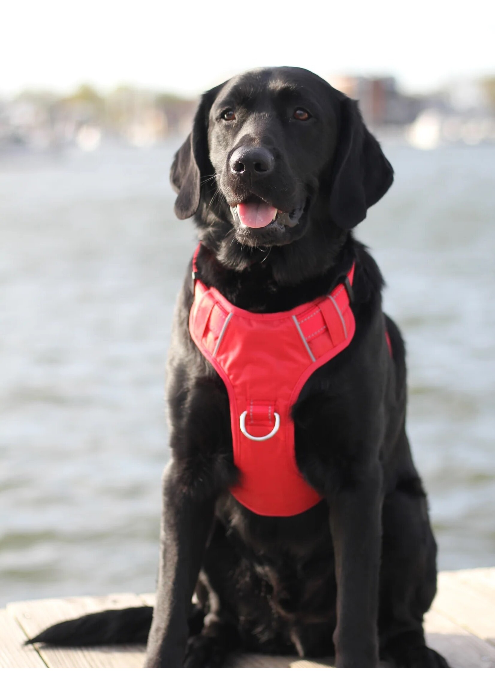 Baydog Chesapeake Harness Red Extra Large