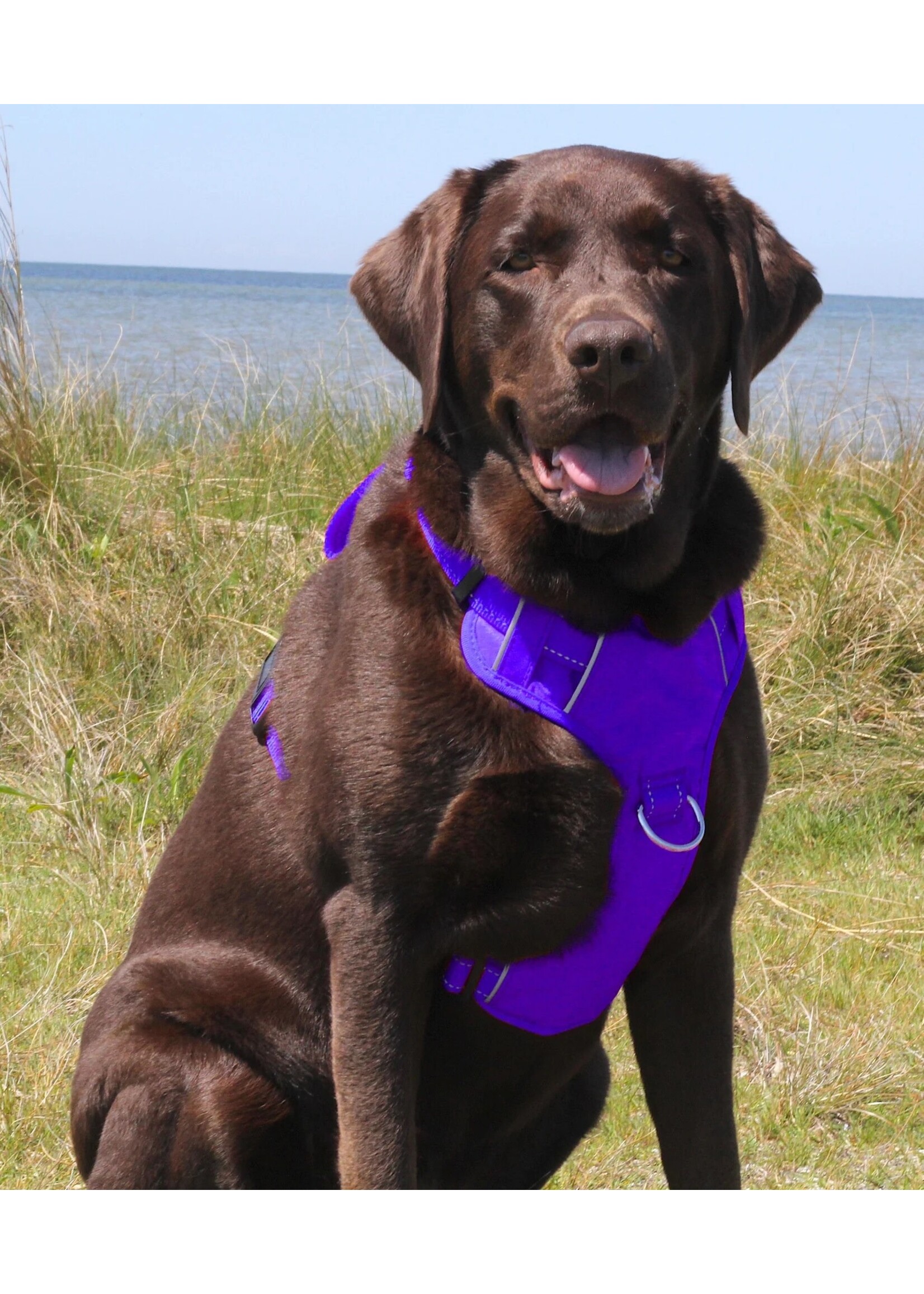Baydog Chesapeake Dog Harness Purple Extra Large