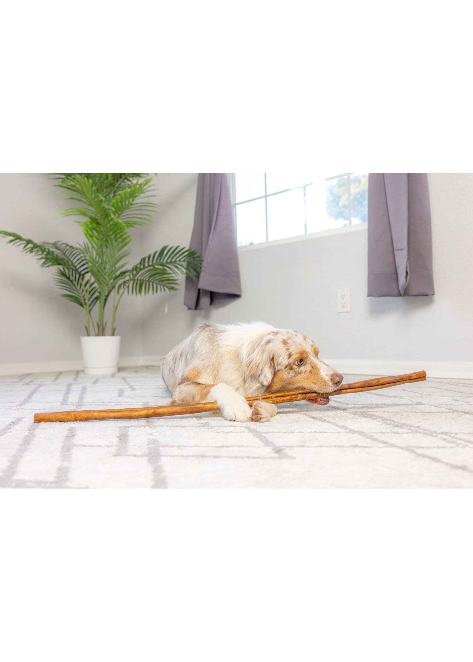 Tuesday's Natural Dog Company 24 inch Collagen Stick Dog Chew