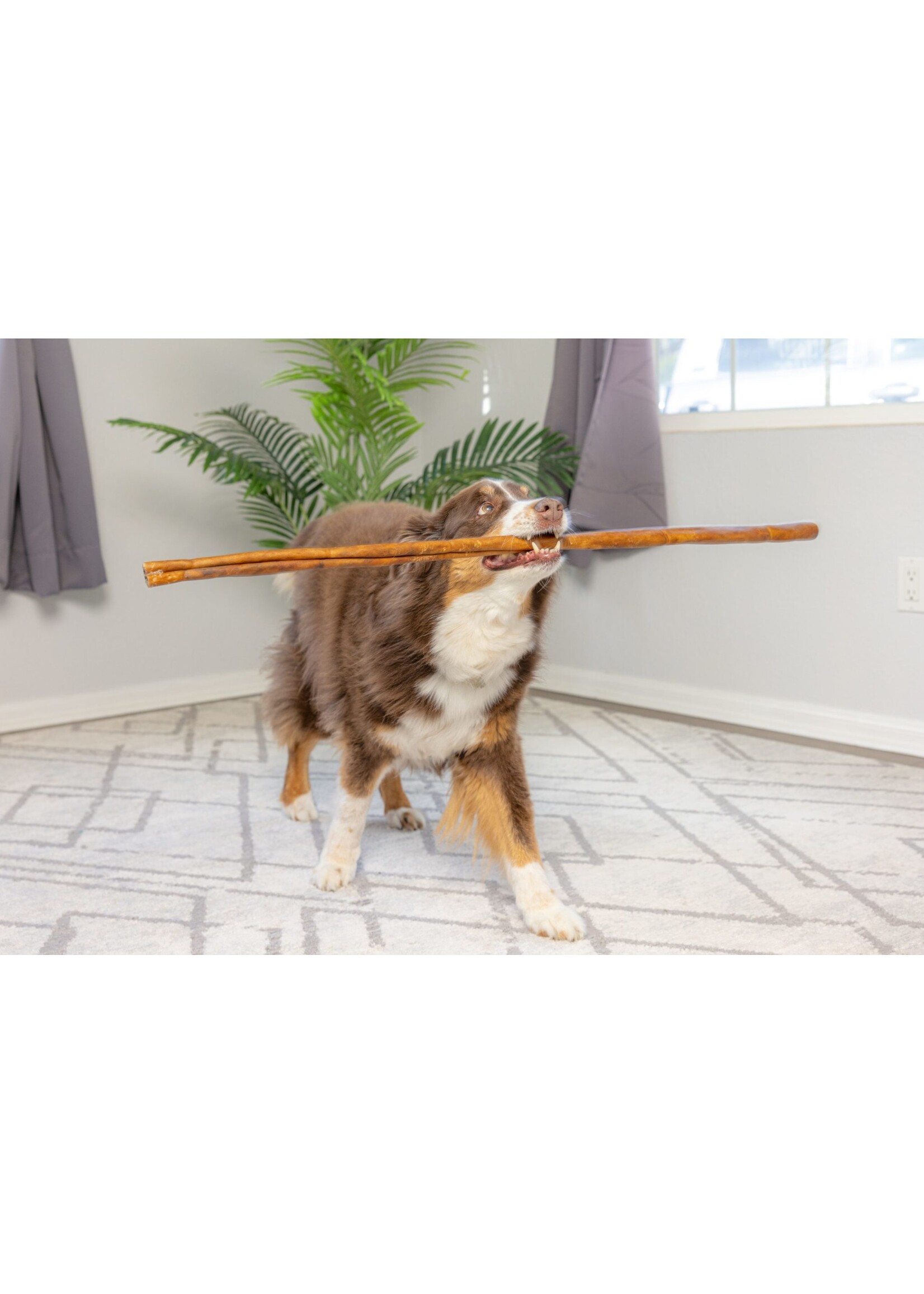 Tuesday's Natural Dog Company Odor Free Cane Bully Stick 24 inches (2 Feet Long)