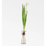 Texxture Wabisabi Bulb Glass Forcer 6.7"