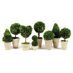 Napa Home and Garden Preserved Topiary Boxwoods in Small Pots