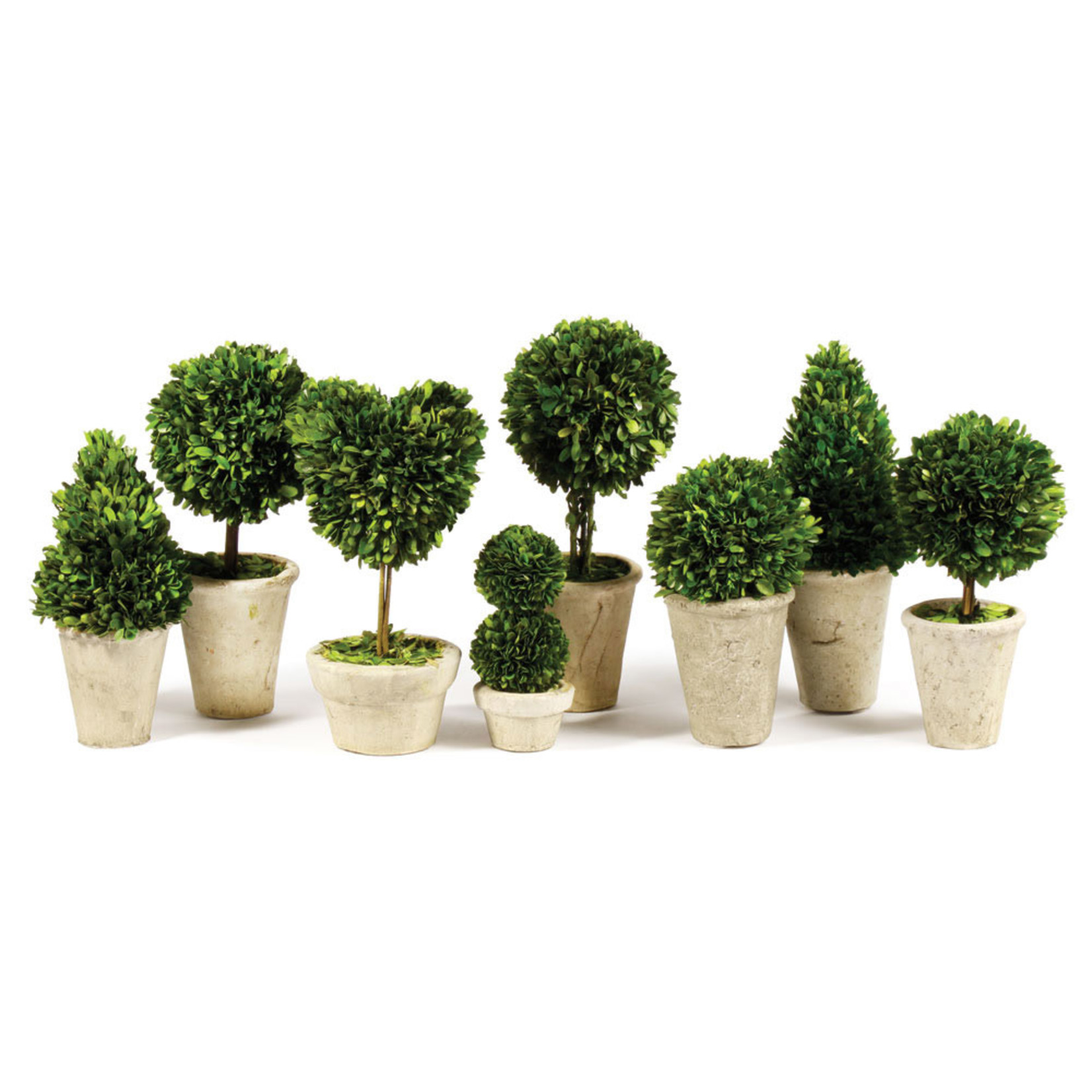 Napa Home and Garden Preserved Topiary Boxwoods in Small Pots