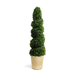 Napa Home and Garden Preserved Spiral Topiary Boxwood 52.5"