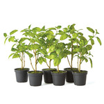 Napa Home and Garden Basil Drop In Faux Plant