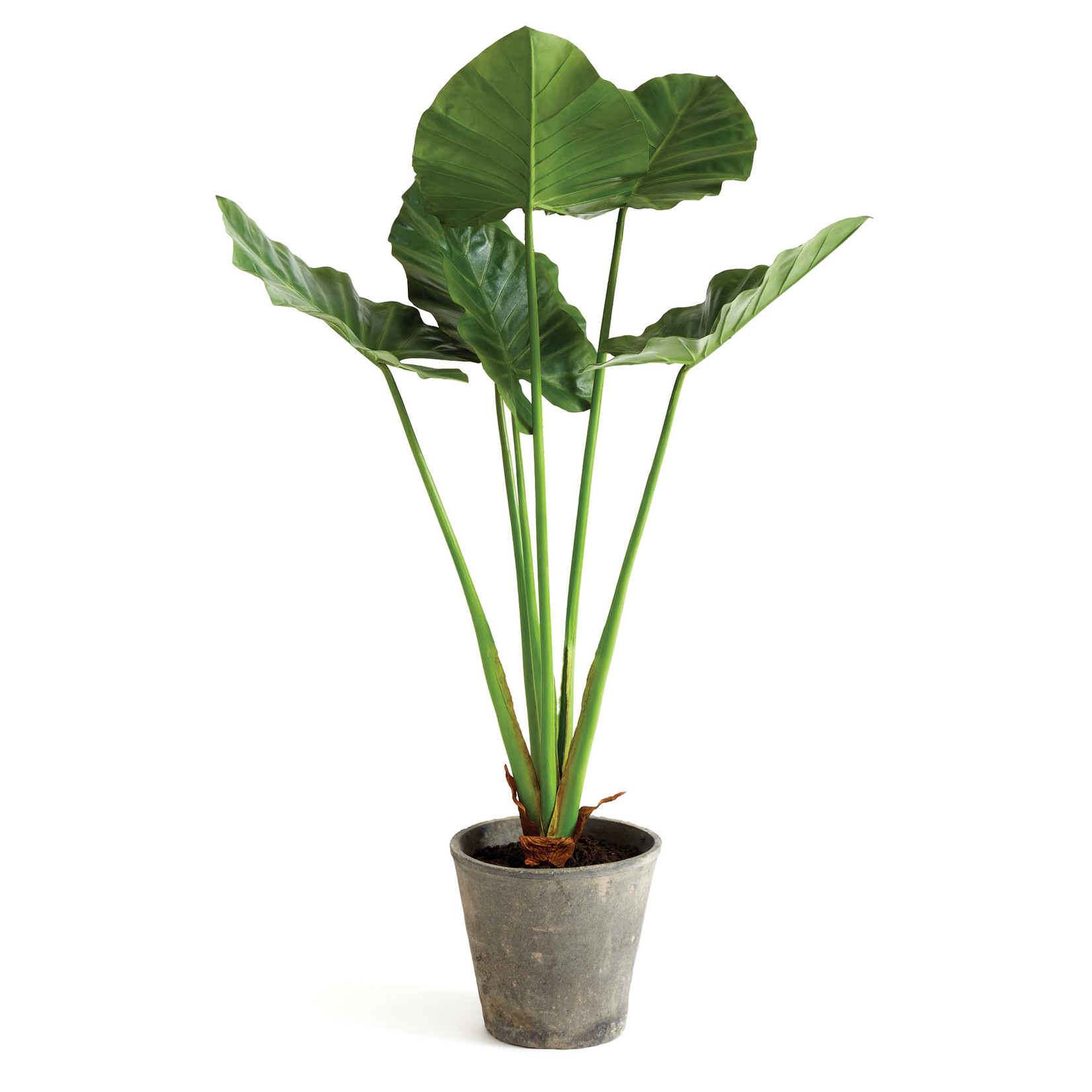 Napa Home and Garden Alocasia Potted 42"