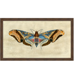 Wendover Art Group Grand Moth II Framed Artwork