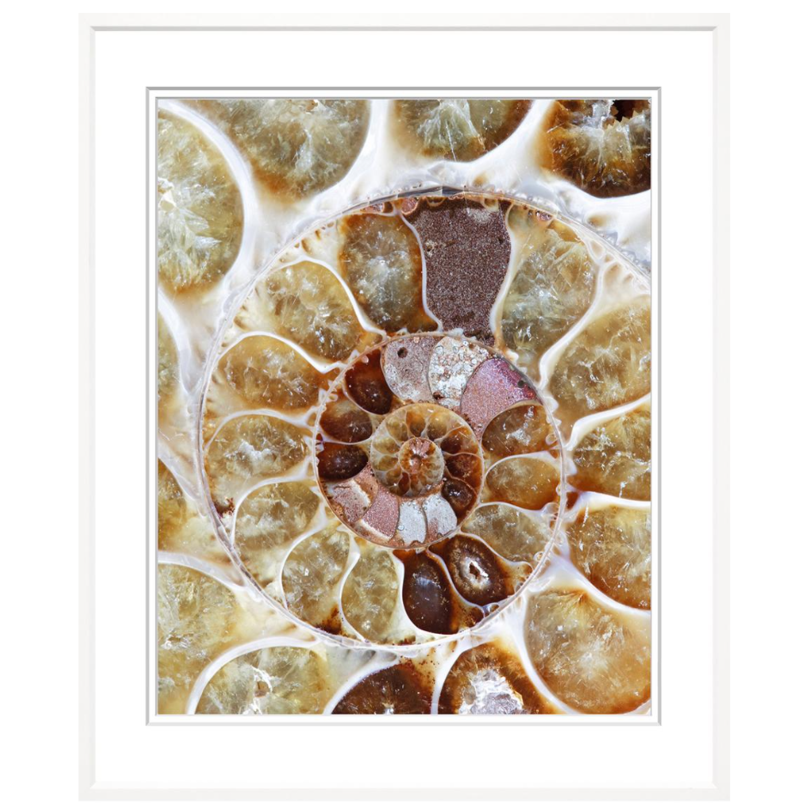 Trowbridge Gallery Ammonite Collection Framed Art Work