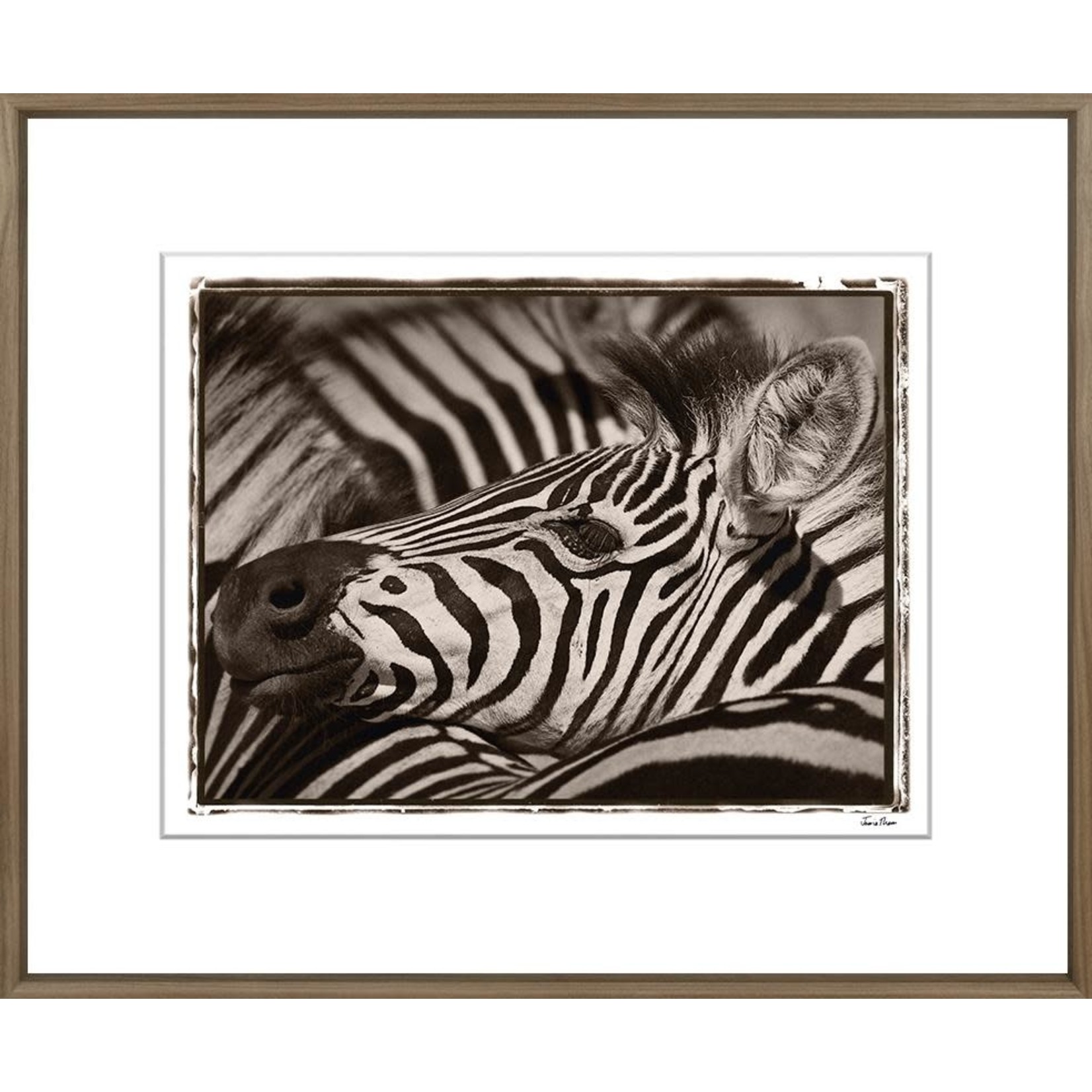 Trowbridge Gallery Zebra Framed Art Print