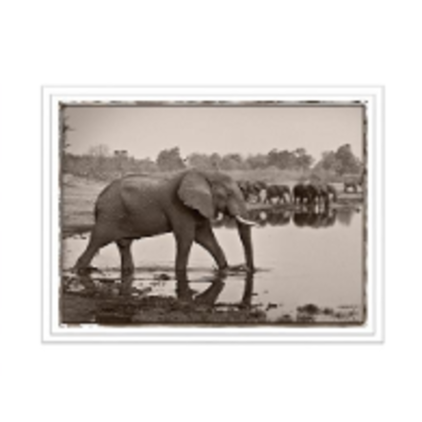 Trowbridge Gallery Elephant In Water