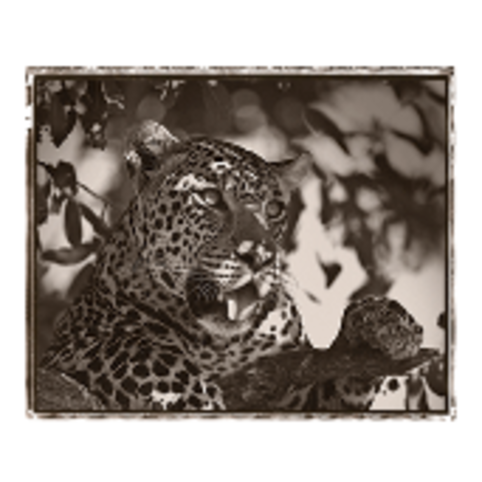 Trowbridge Gallery Jaguar Framed Art Print