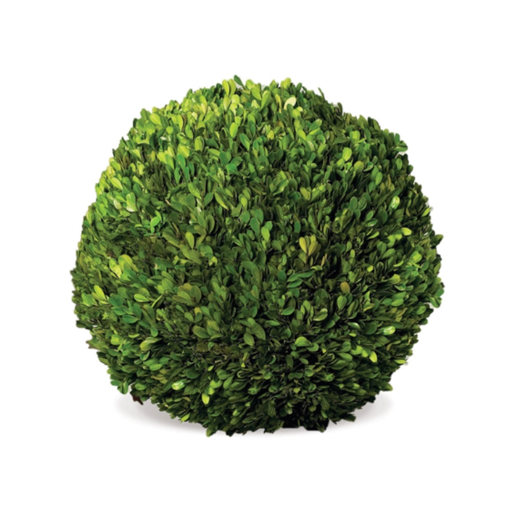 Napa Home and Garden Preserved Boxwood 16" Ball