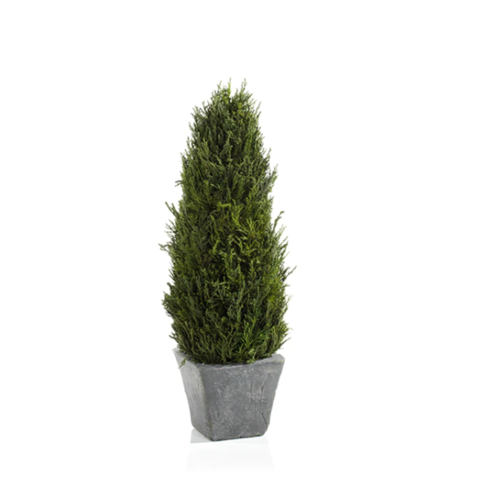 Zodax Cypress Tree Preserved Topiary Medium