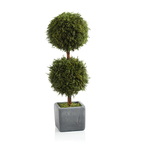 Zodax Cypress Round Double Preserved Topiary